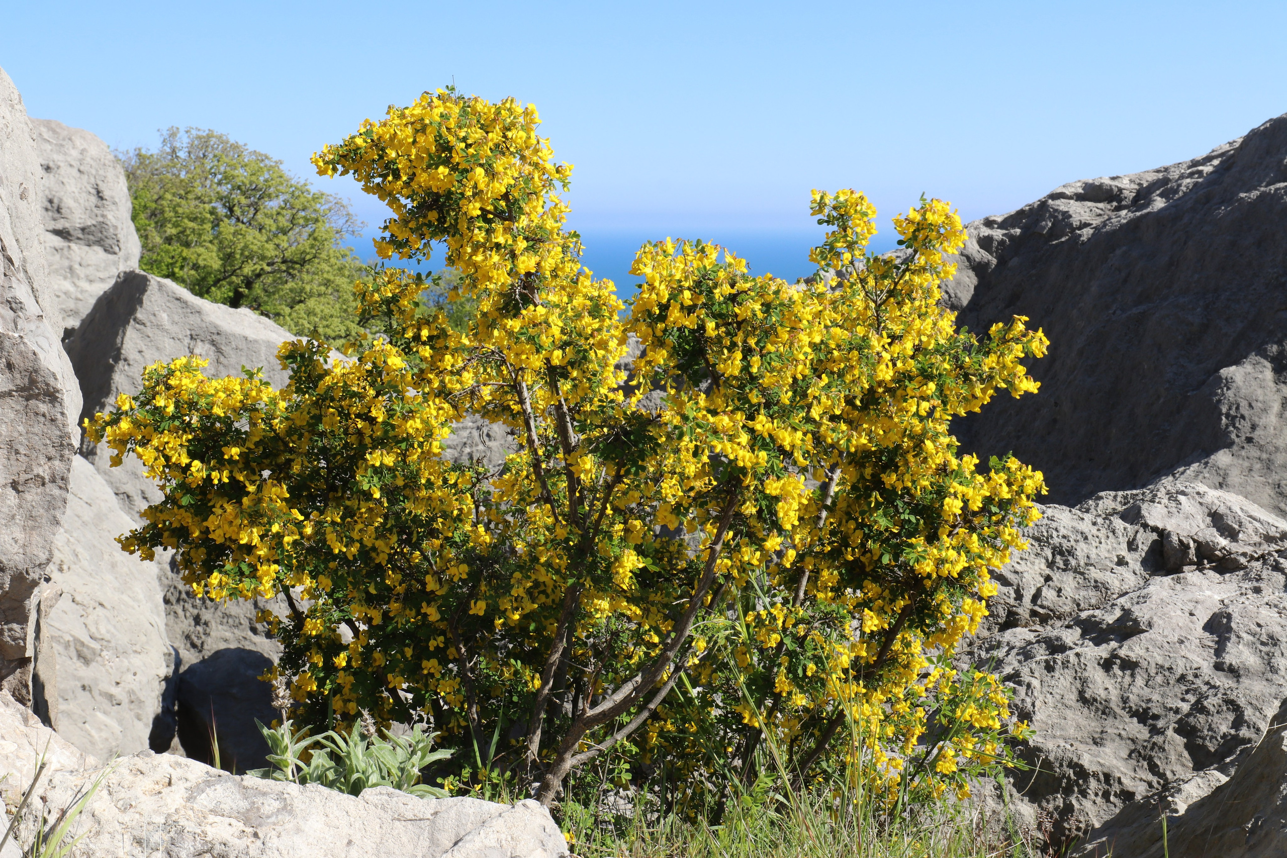Крым. ЮБК (Севастополь, Кастрополь, Ялта). Май 2023. Путешественник-фотограф из Санкт-Петербурга Татьяна Свистулина