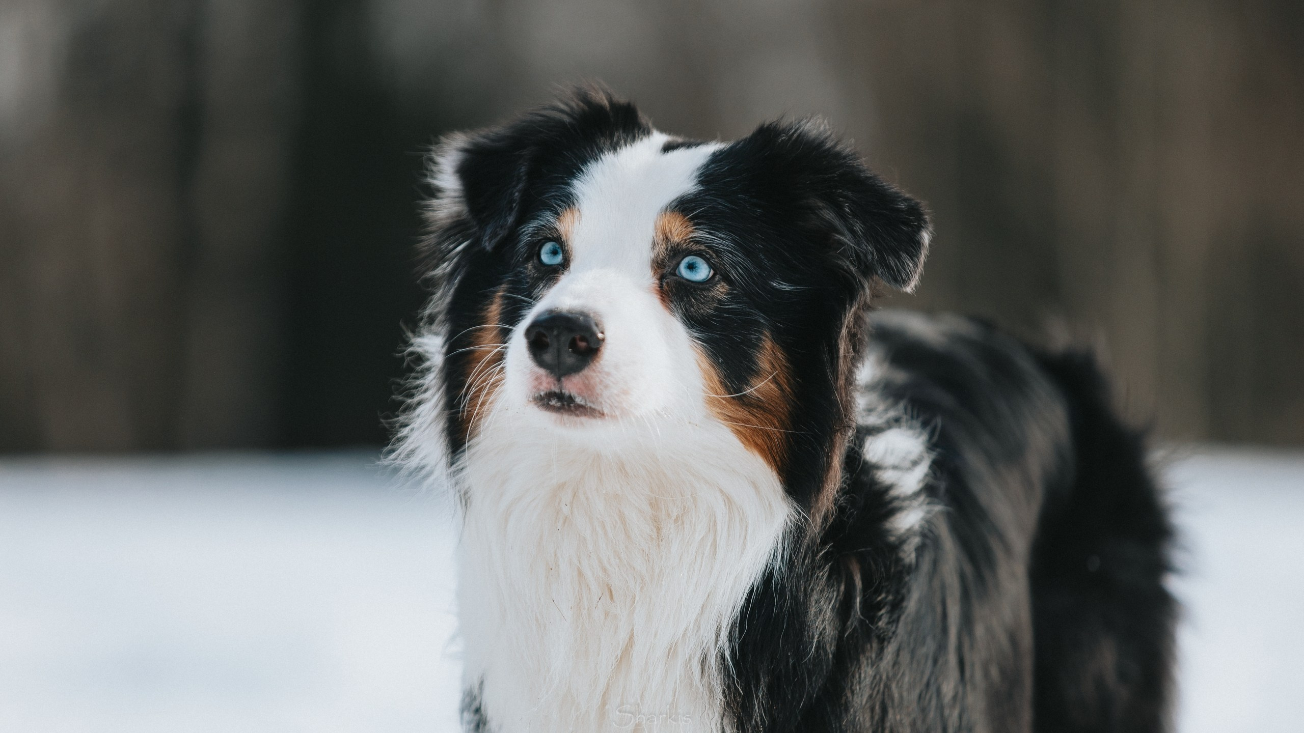 Гелий и Тсахик. Фотограф Елизавета Филатова
