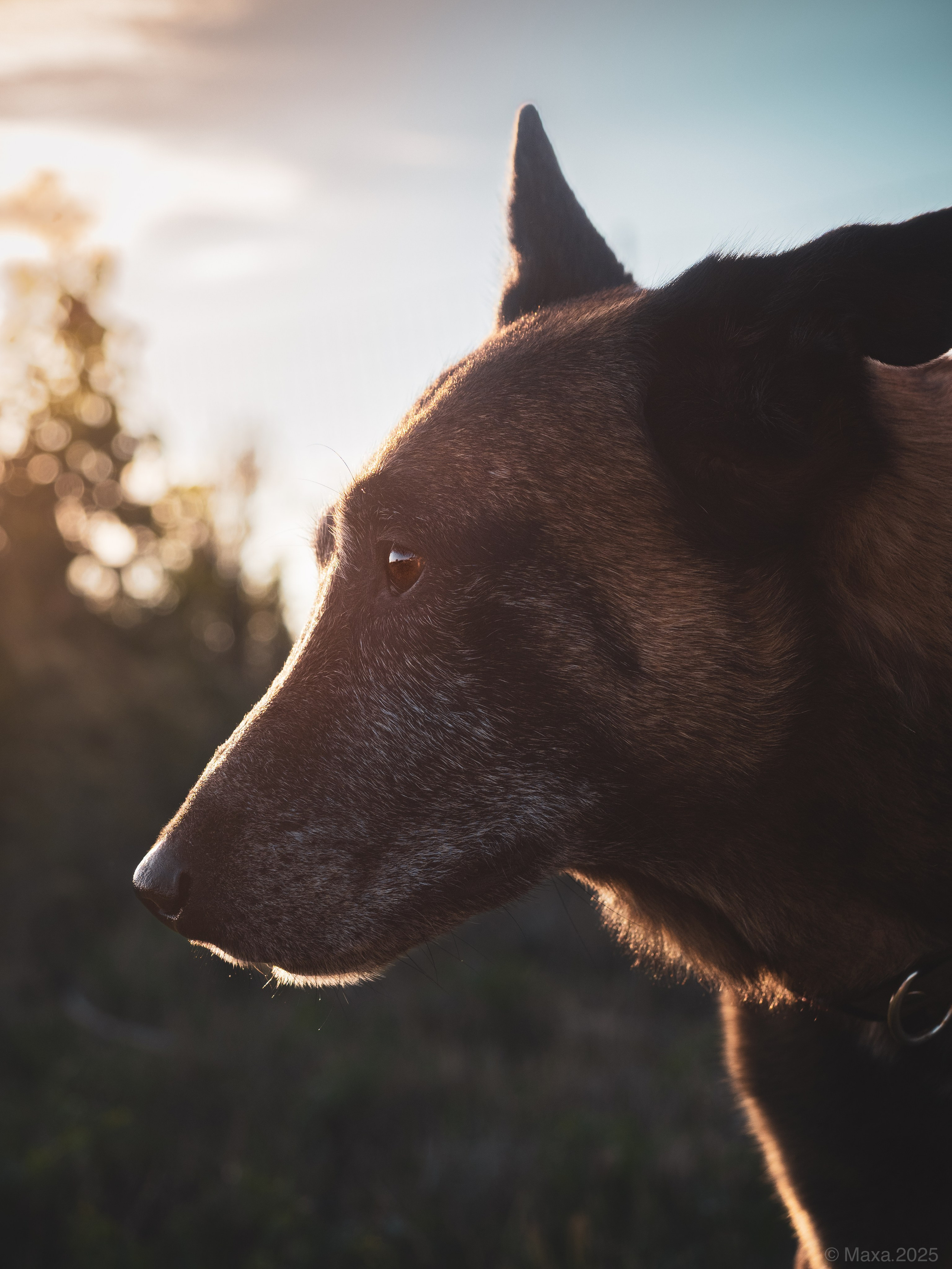 Фото прогулки. Фотограф анималист Тюгаева Мария
