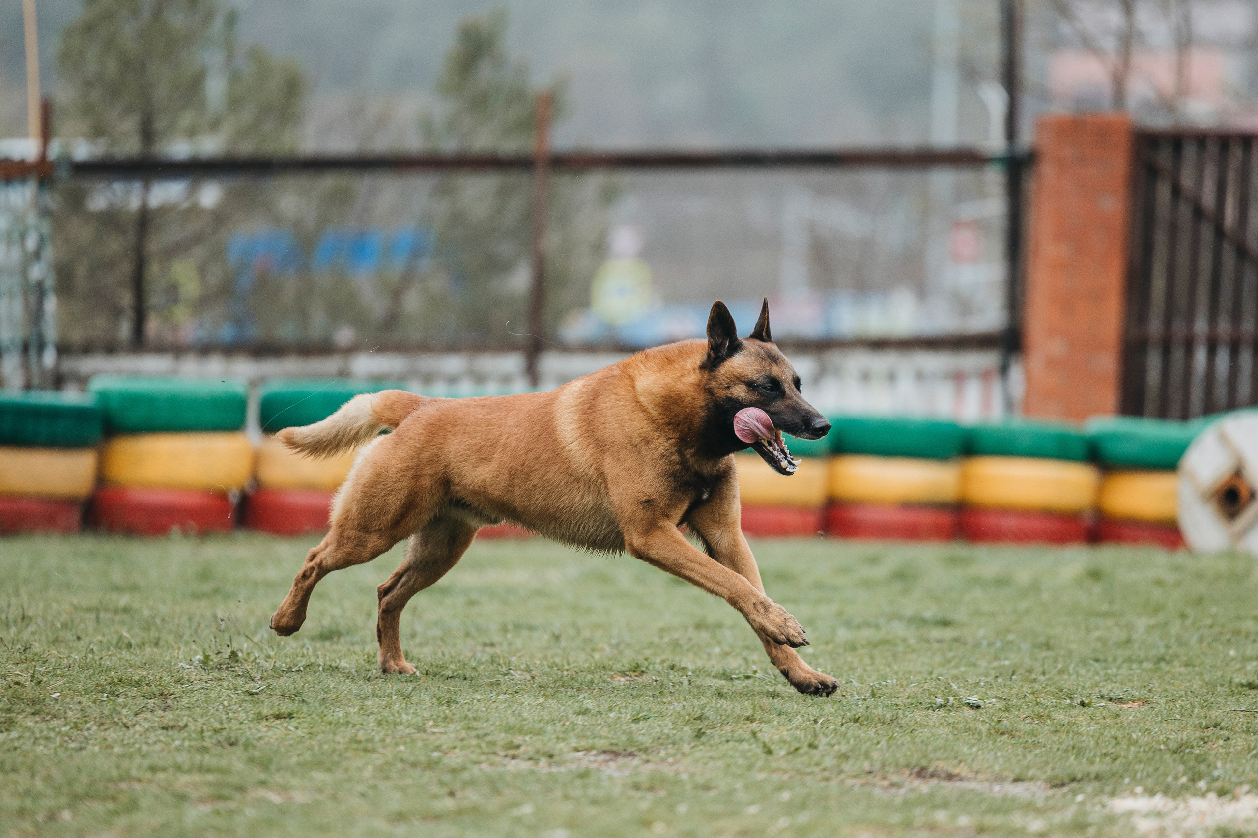 Геленджик Мондьоринг. Фотограф-анималист Анна Маринич