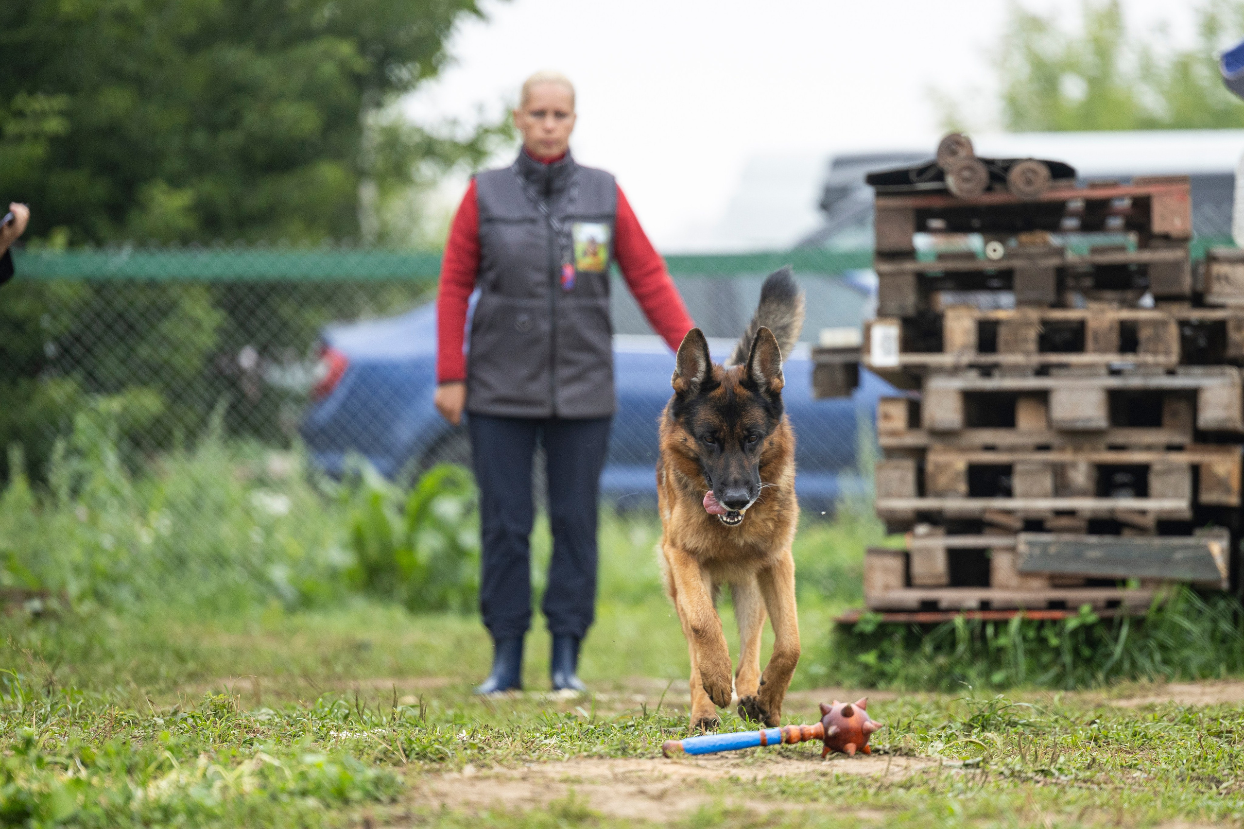 Соревнования по Мондьорингу г. Вологда 10-11.08.2024. Фотограф-анималист Анна Маринич