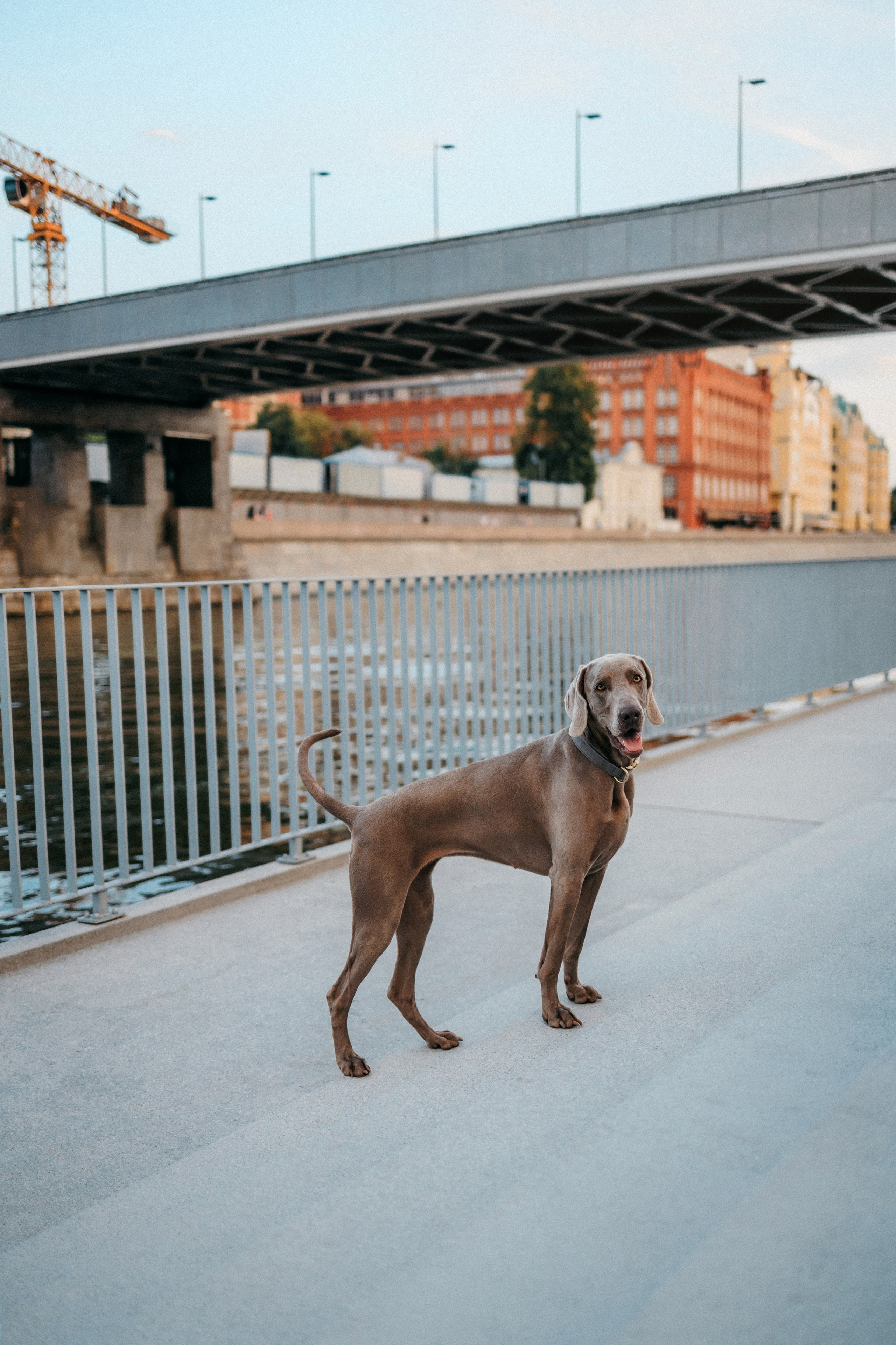 Соня и Майли. Фотограф-анималист Елена Радченко, Москва