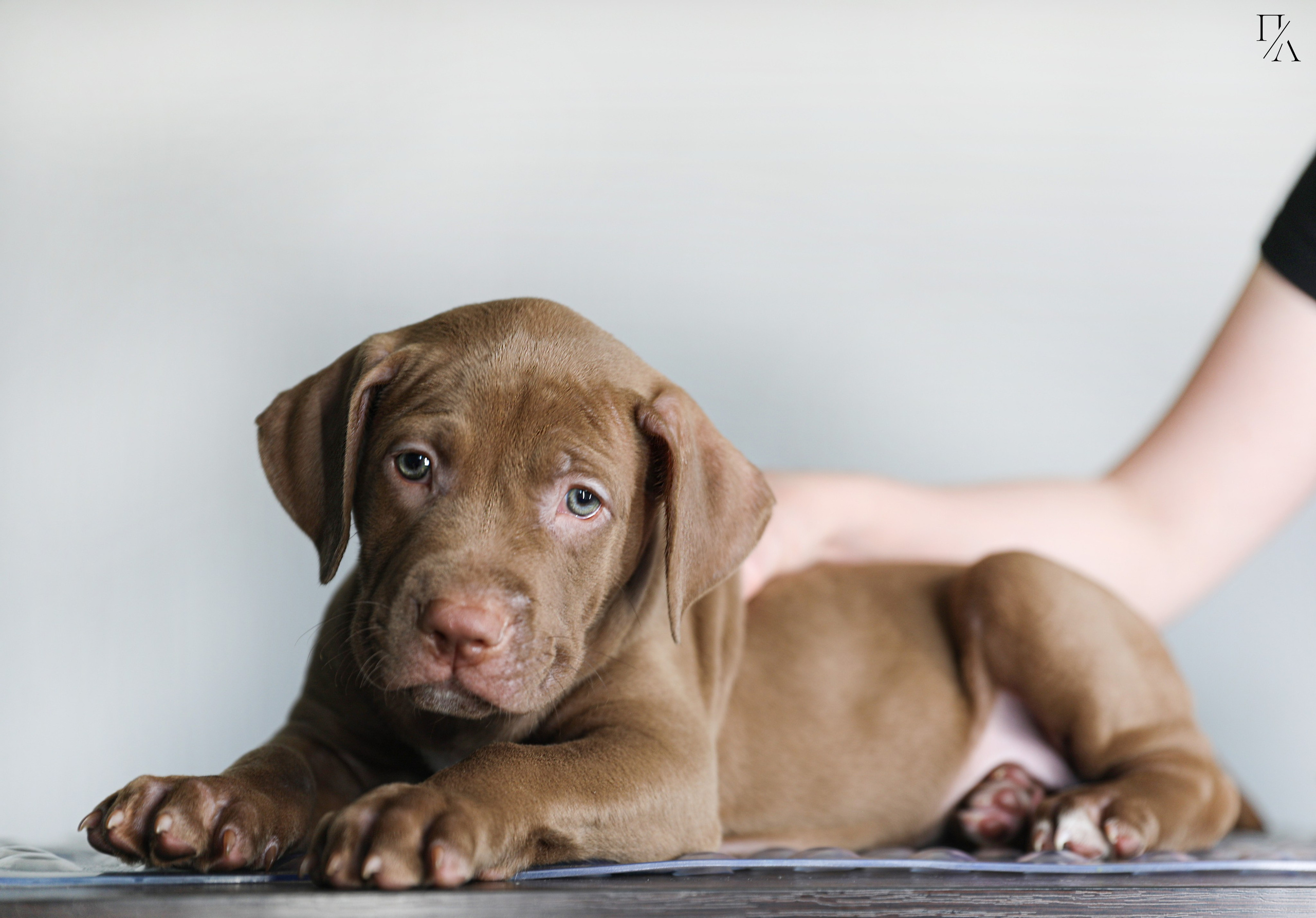 Фотосъёмки щенков. Фотограф-анималист Павлова Любовь