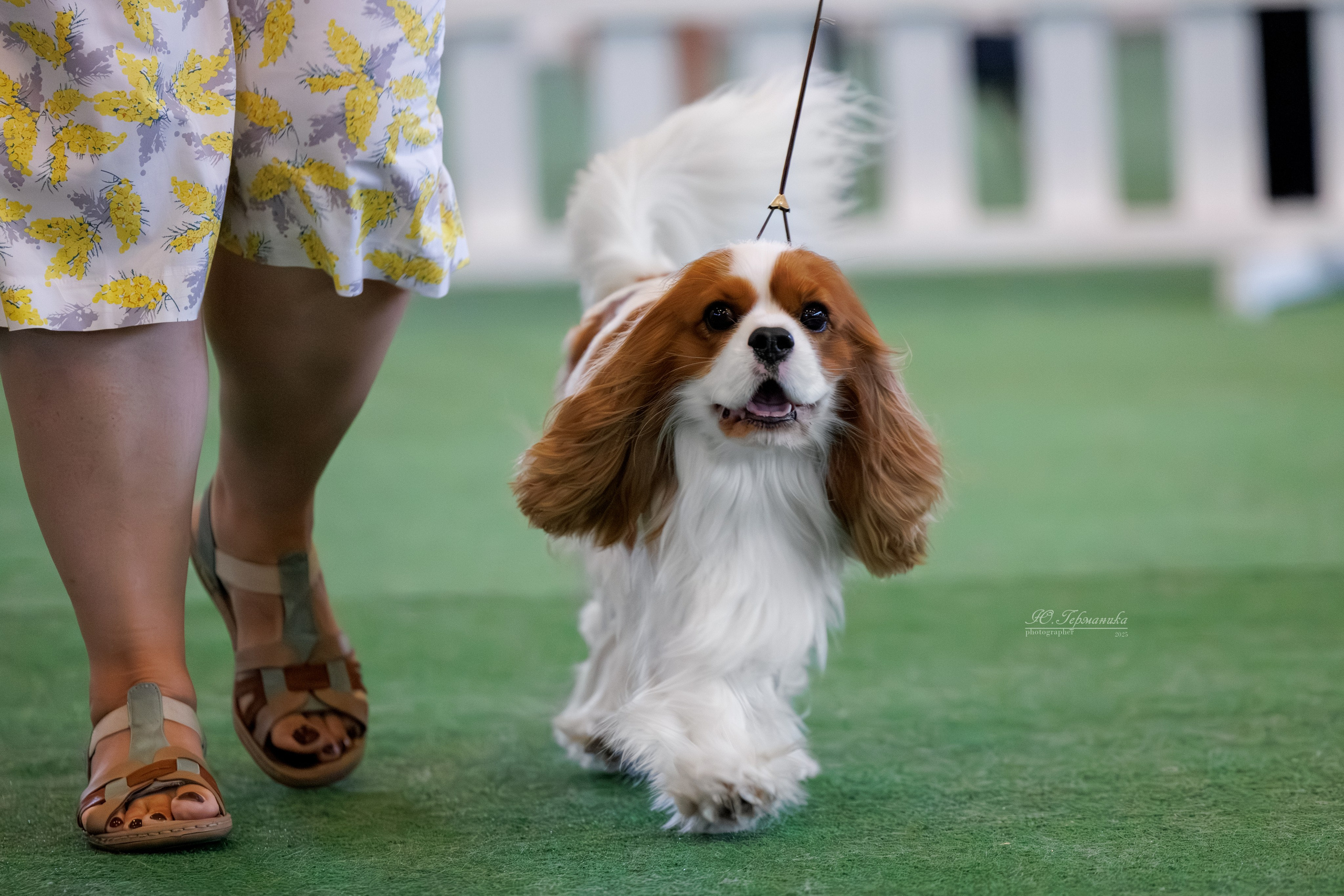 Батуми 3хCACIB 27-29.06.2025. Фотограф-анималист Юлия Германика