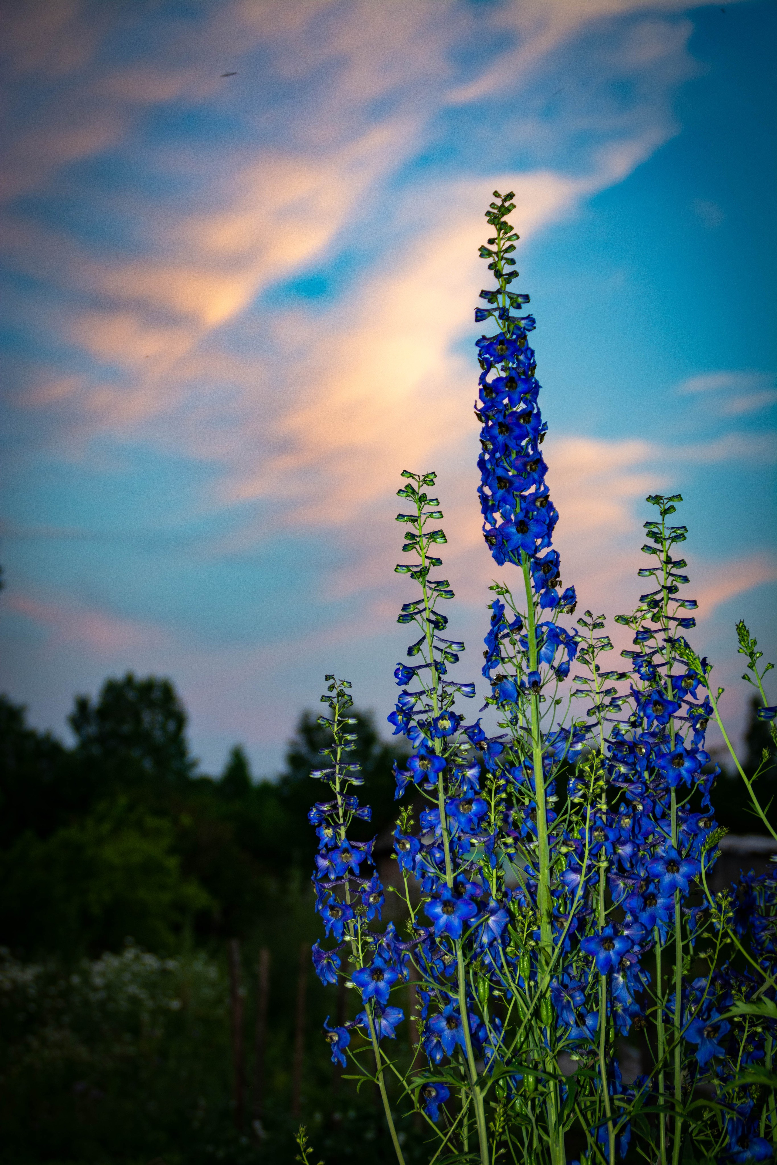 Природа в фотографии, взгляд на прекрасное через объектив фотоаппарата. Елена Волкова семейный фотограф в станице Гостагаевской города-курорта Анапа