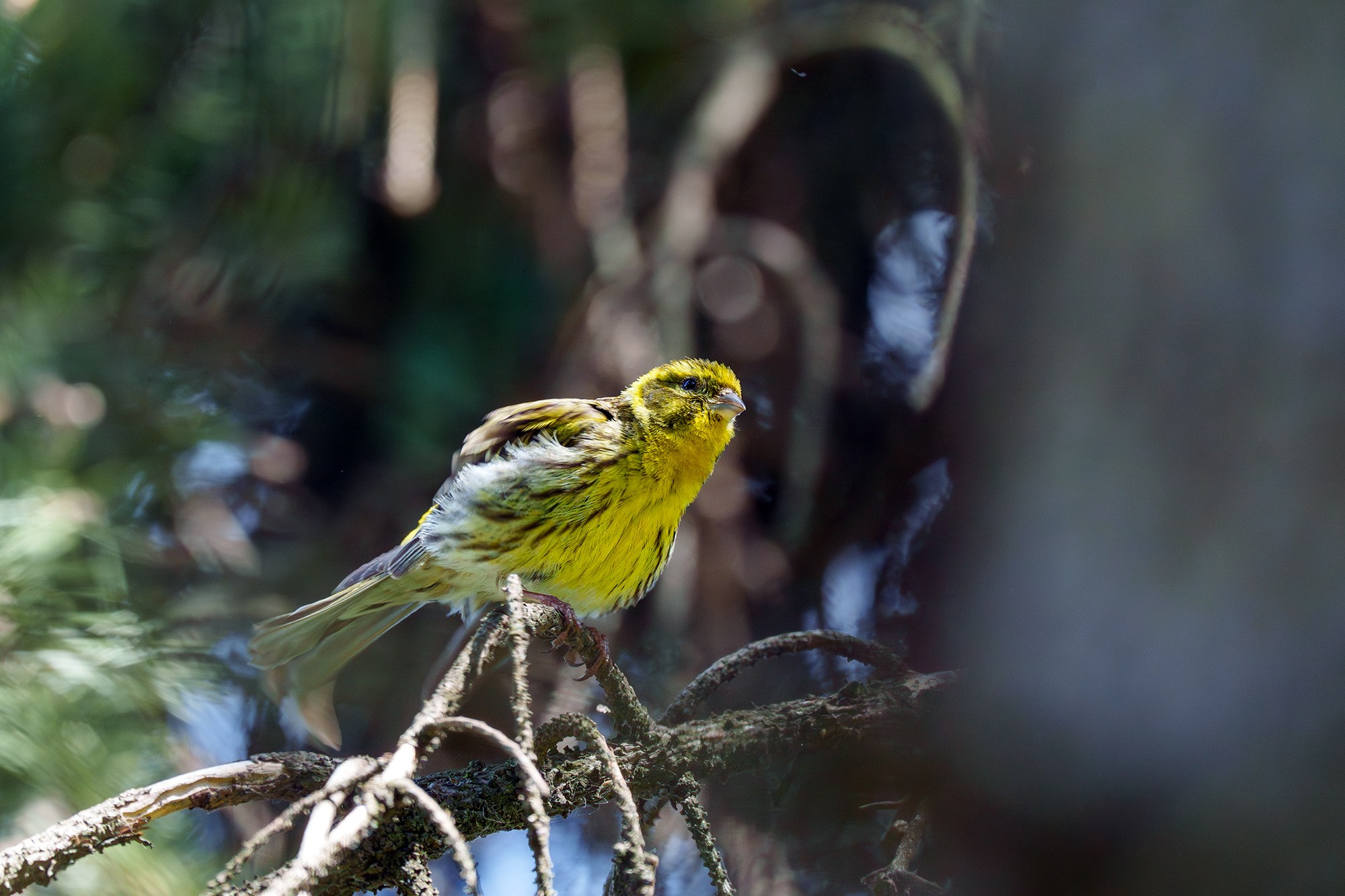 Удивительные мир птиц. Вокруг нас столько прекрасного — присмотритесь!. Ваш личный фотограф Марина Волкова