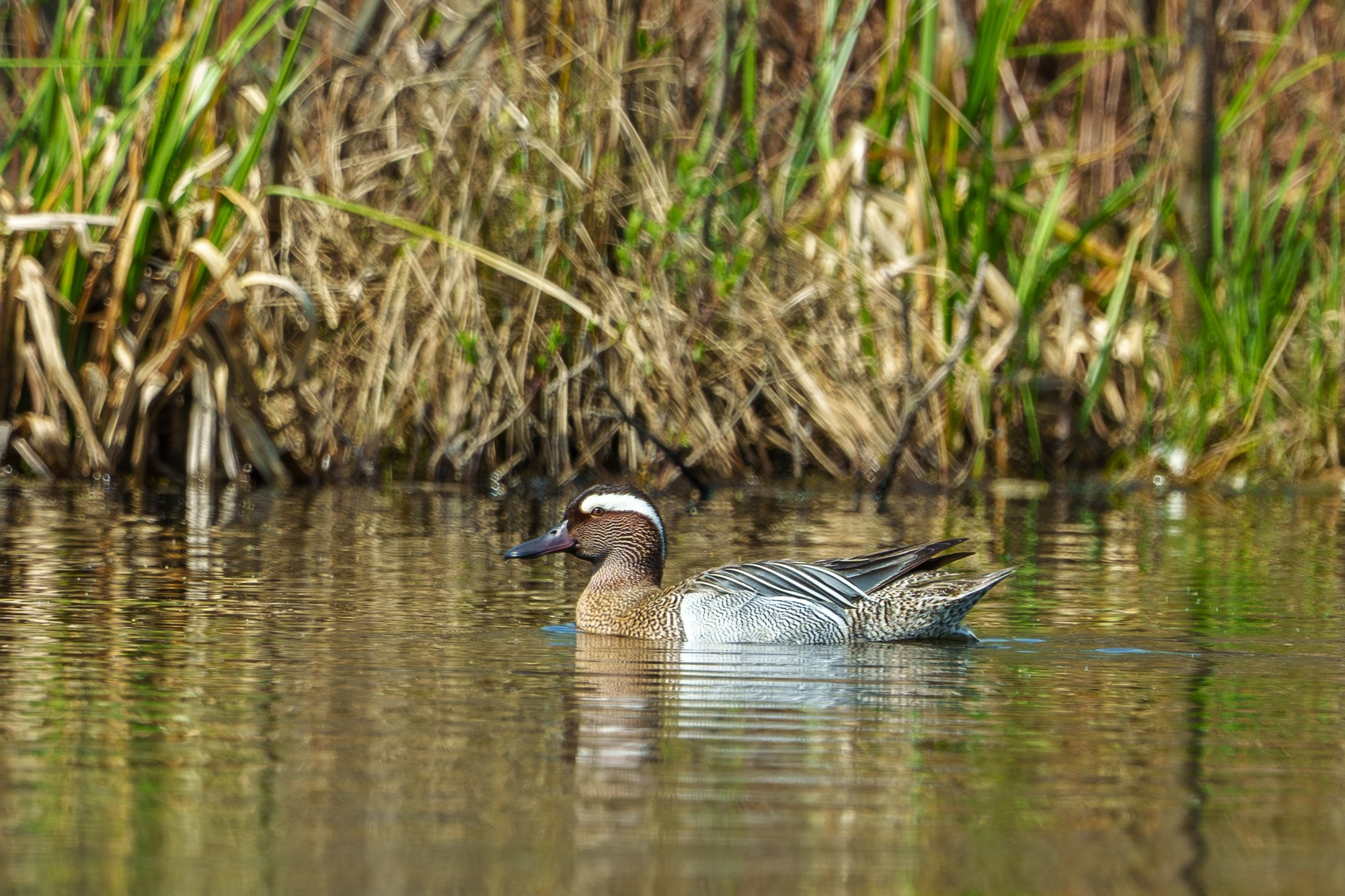 Удивительные мир птиц. Вокруг нас столько прекрасного — присмотритесь!. Ваш личный фотограф Марина Волкова