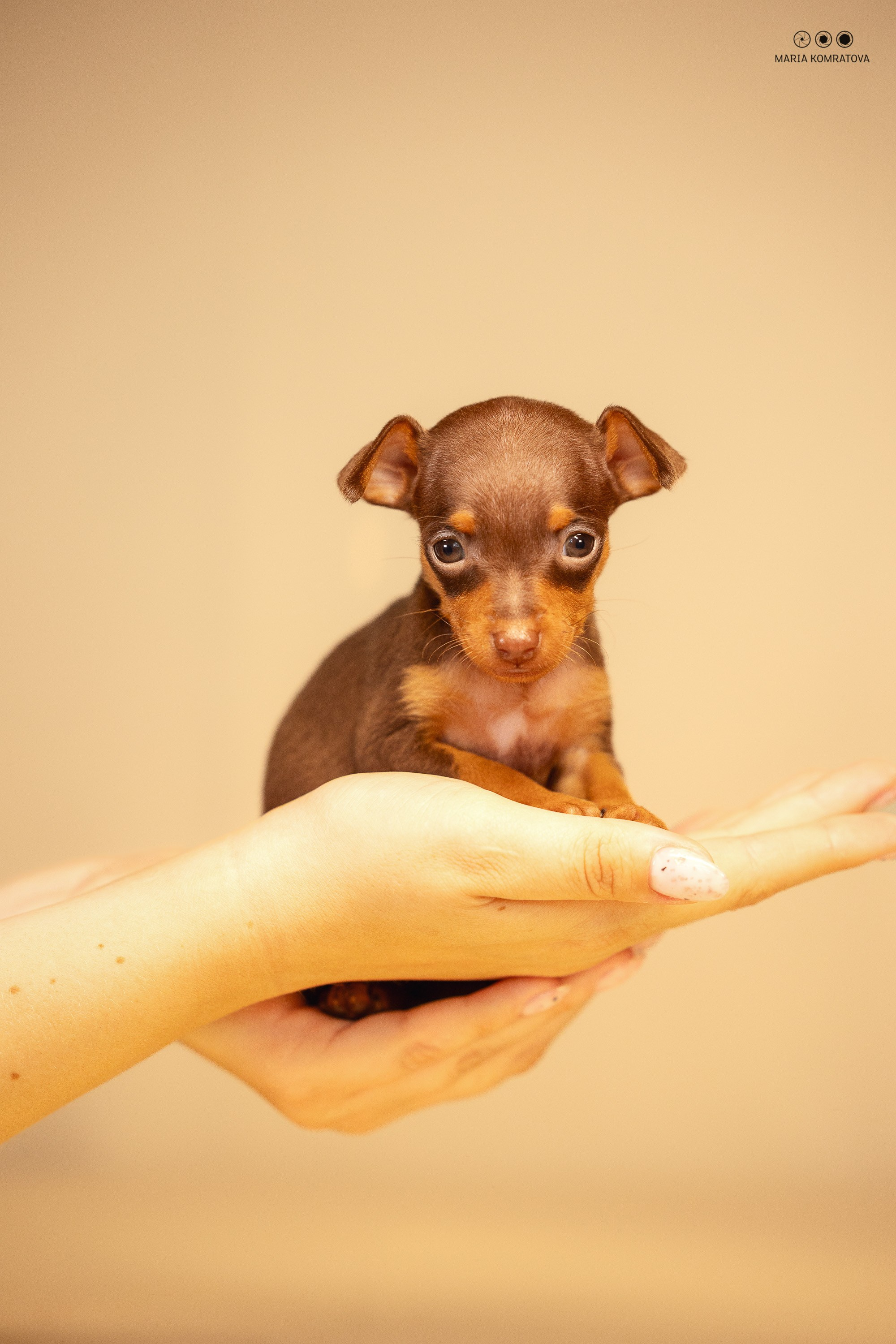 фотограф собак