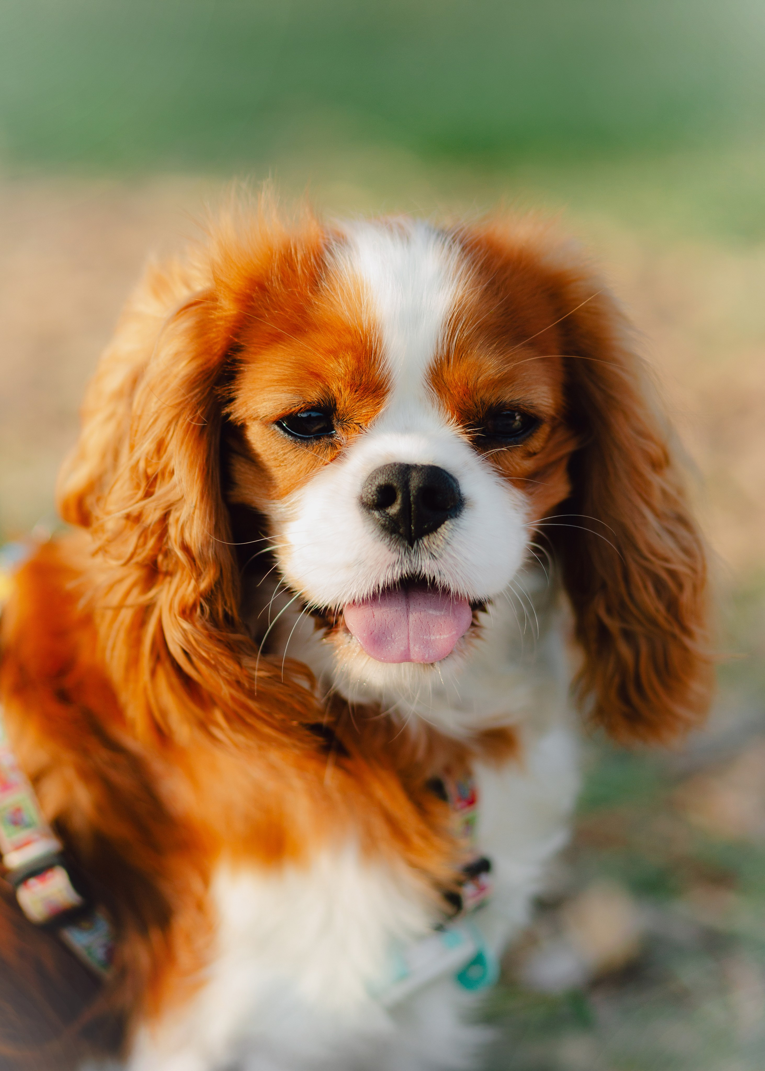 Ksenya & Her Loyal Jam. Barbara Isaeva
