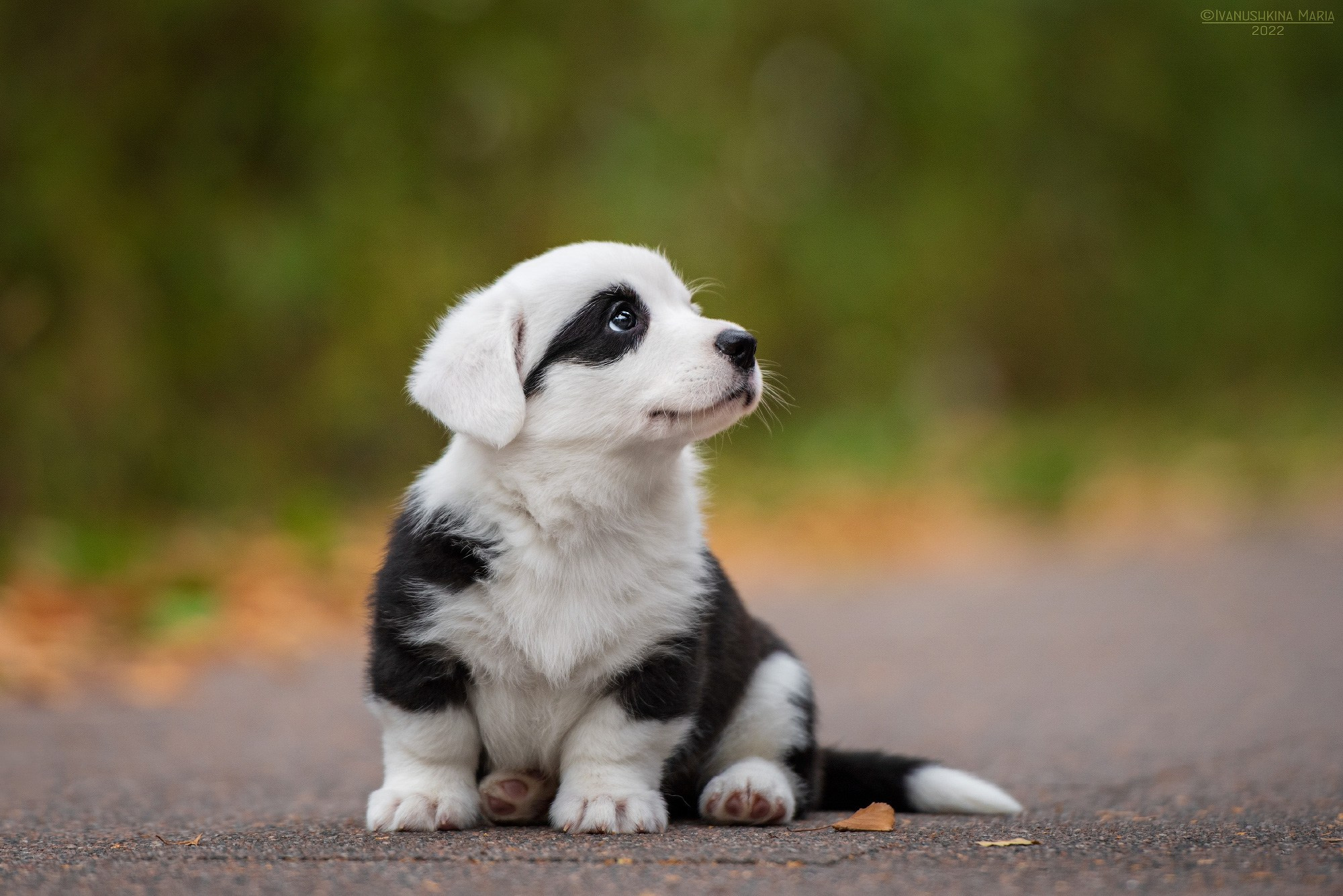 Фотосессия щенков на продажу. Фотограф собак в Москве и Московской области Иванушкина Мария