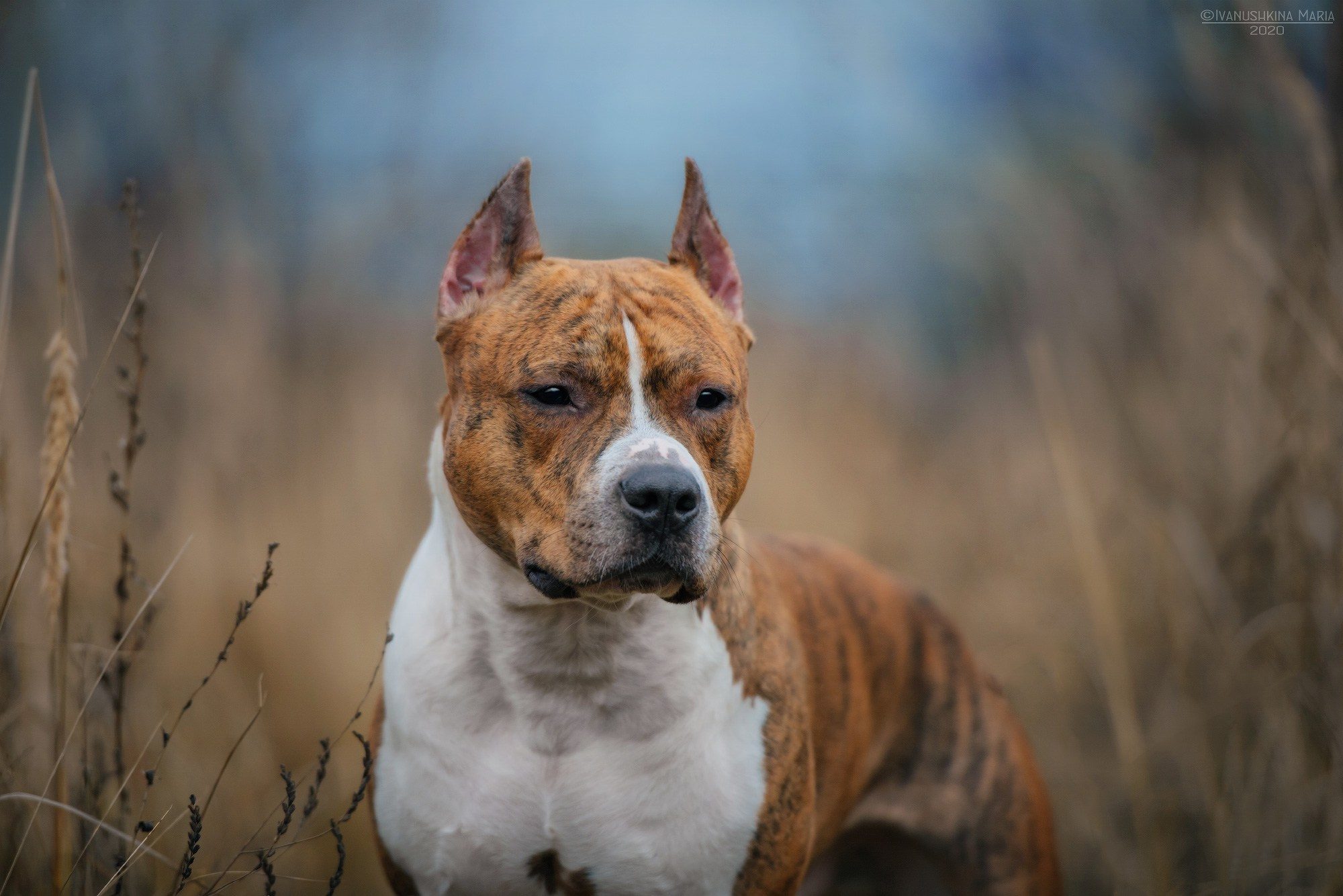 американский стаффордширский терьер