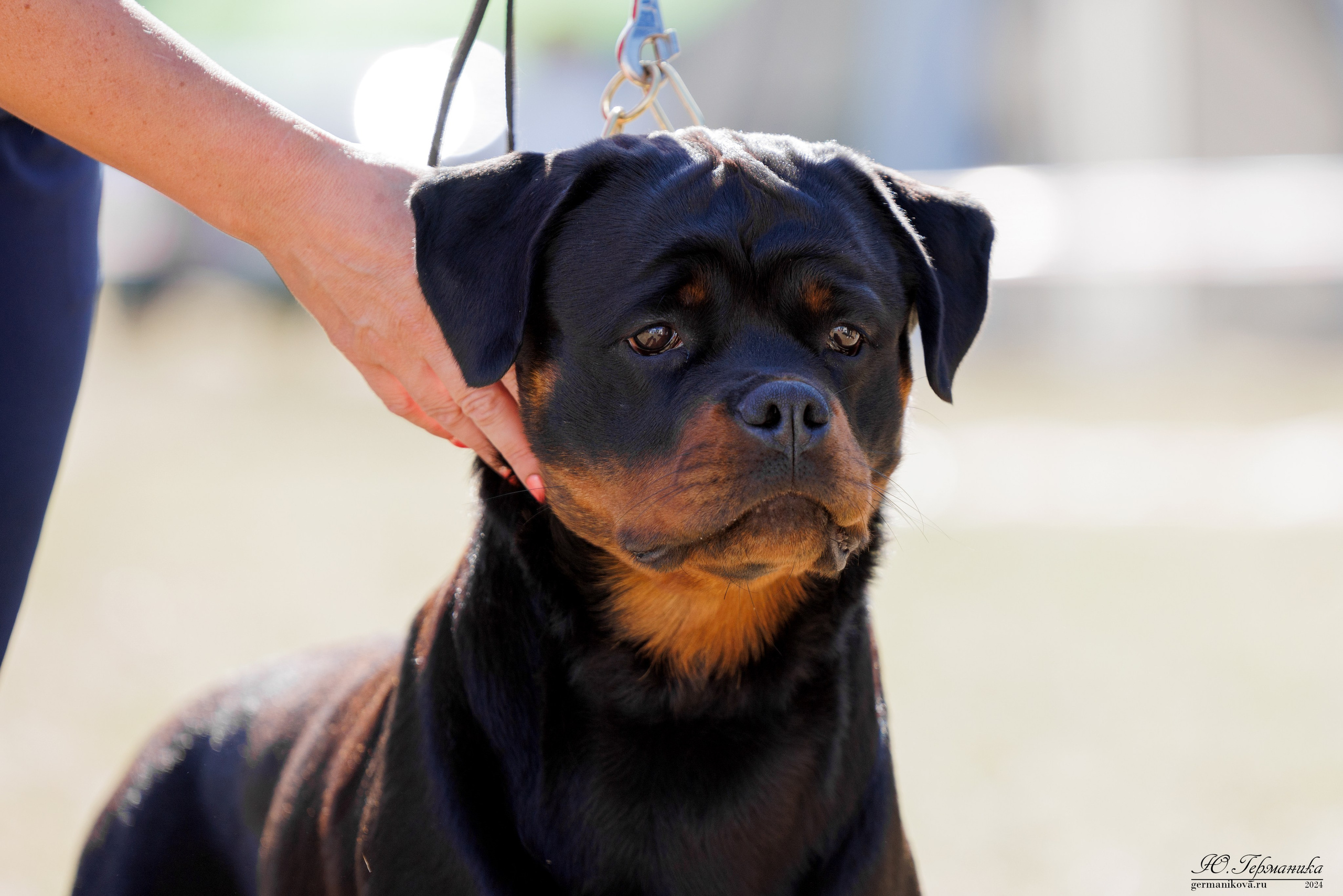 ПК и КЧК ротвейлеры Тверь 6-7.07.2024. Фотограф-анималист Юлия Германика