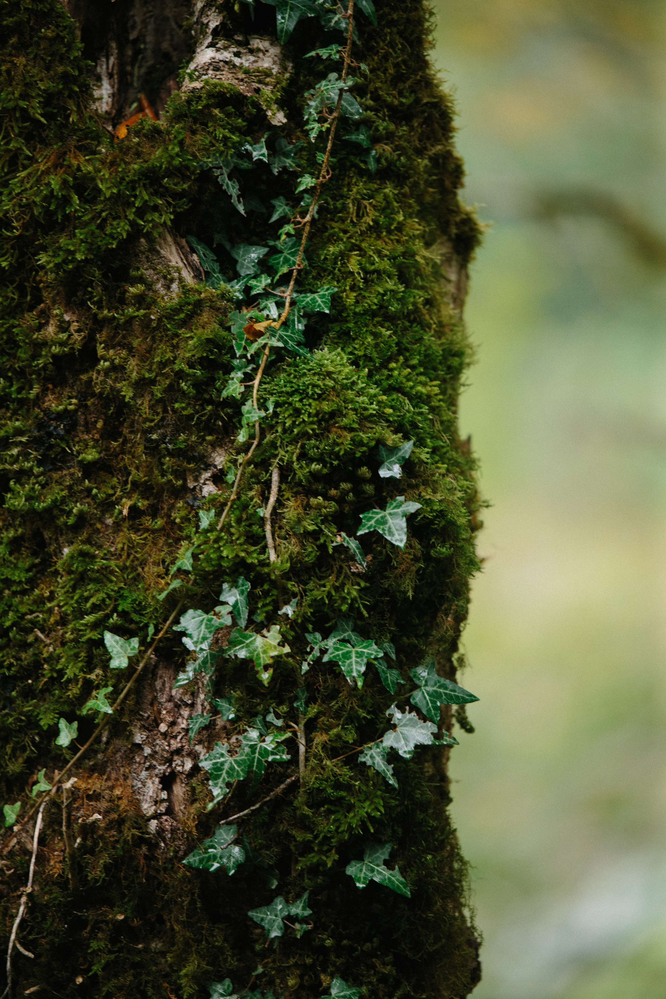 Оштенский Кордон. Семейный фотограф в Белгороде