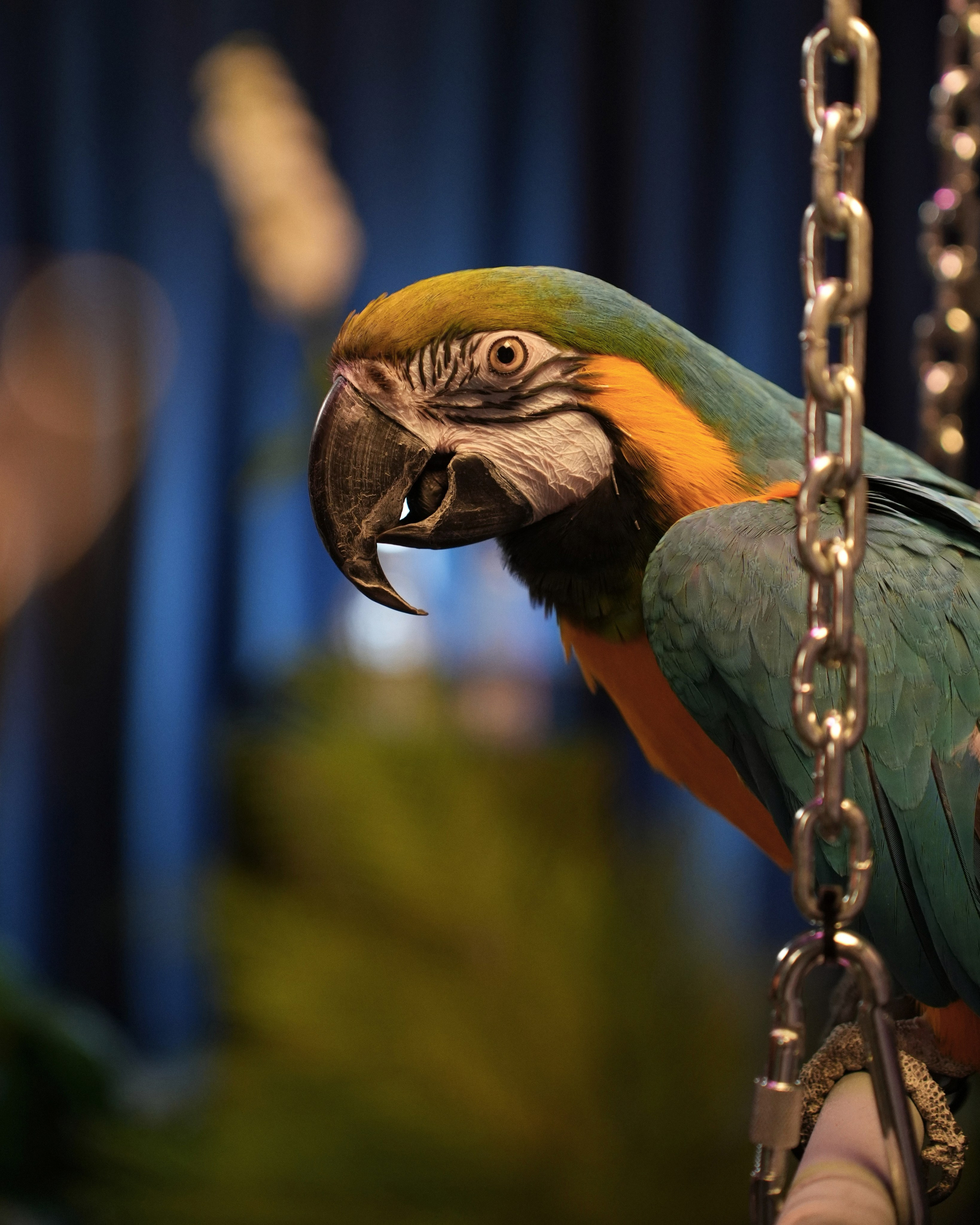 HONOR. ANNA — PHOTOGRAPHER