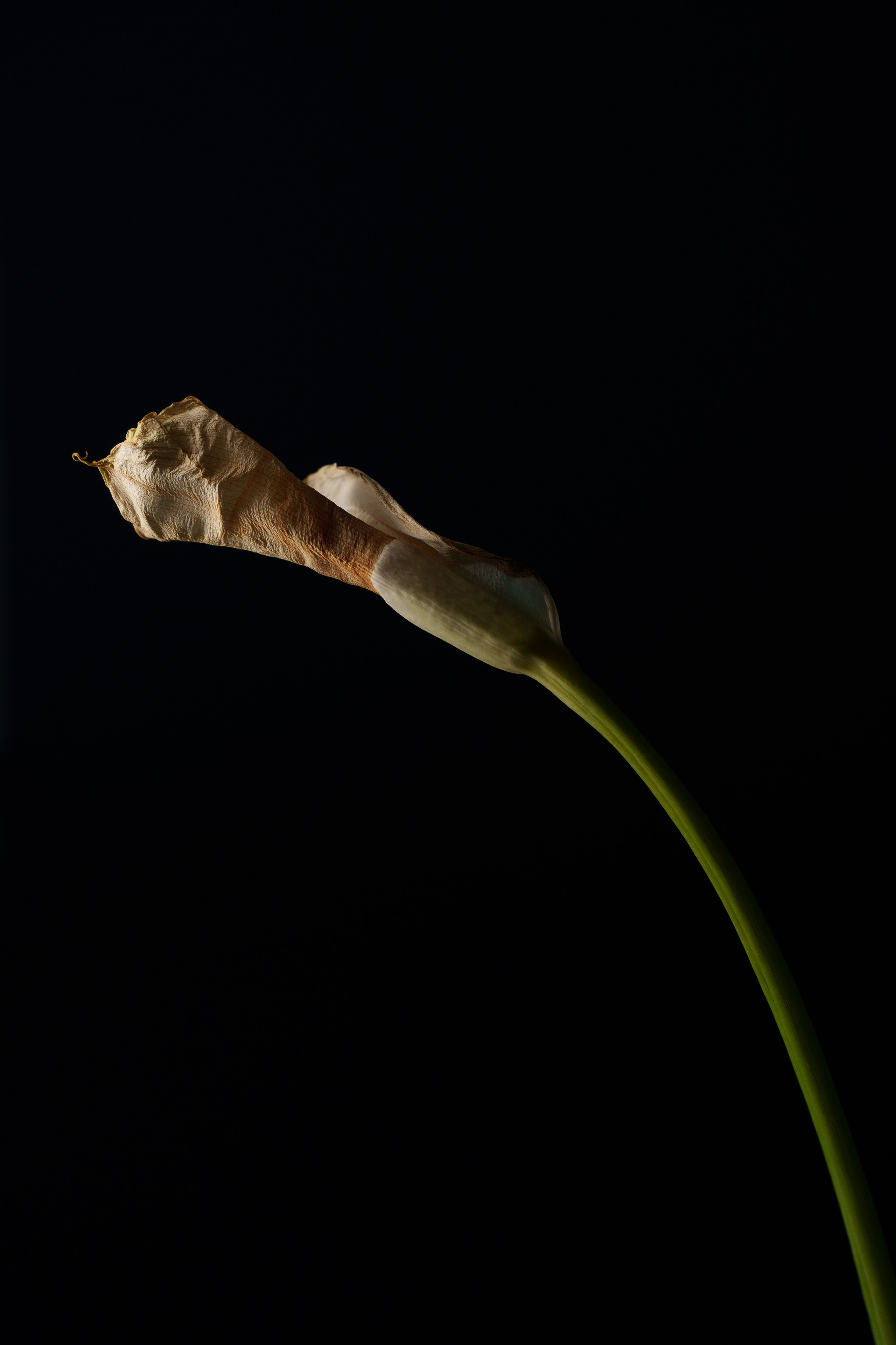 Flower. Фотограф в Москве и МО Князева Алина