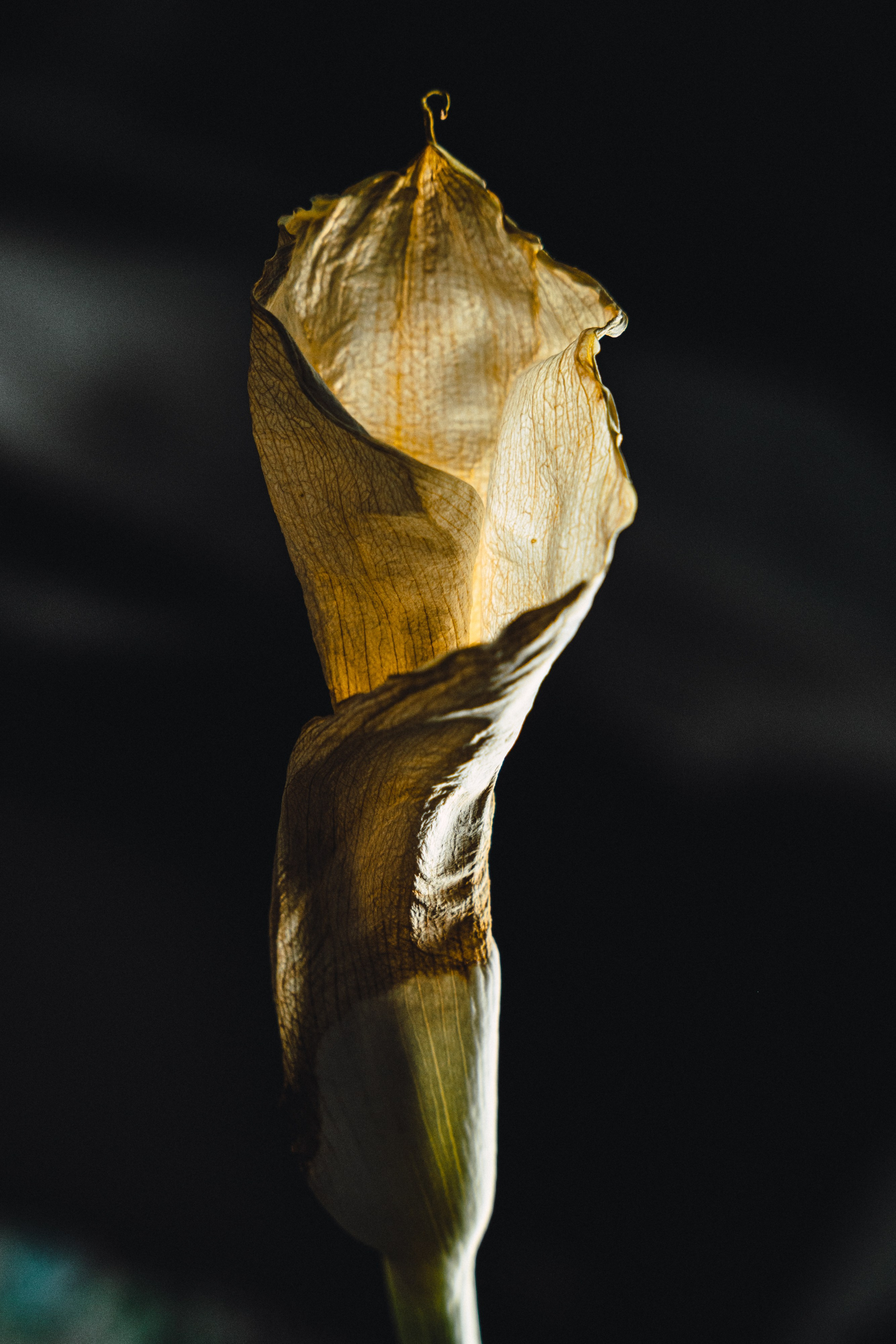 Flower. Фотограф в Москве и МО Князева Алина