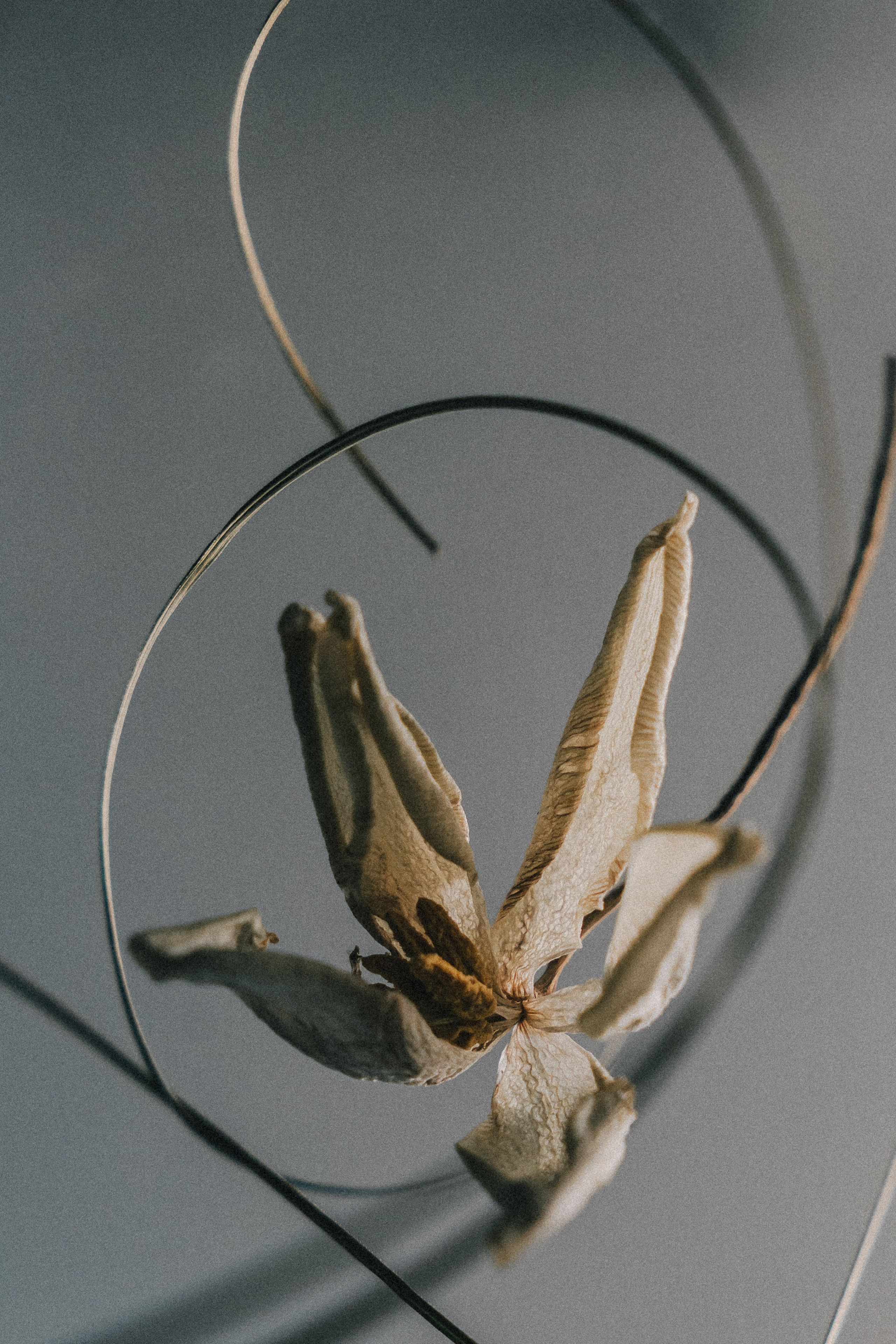 Flower. Фотограф в Москве и МО Князева Алина