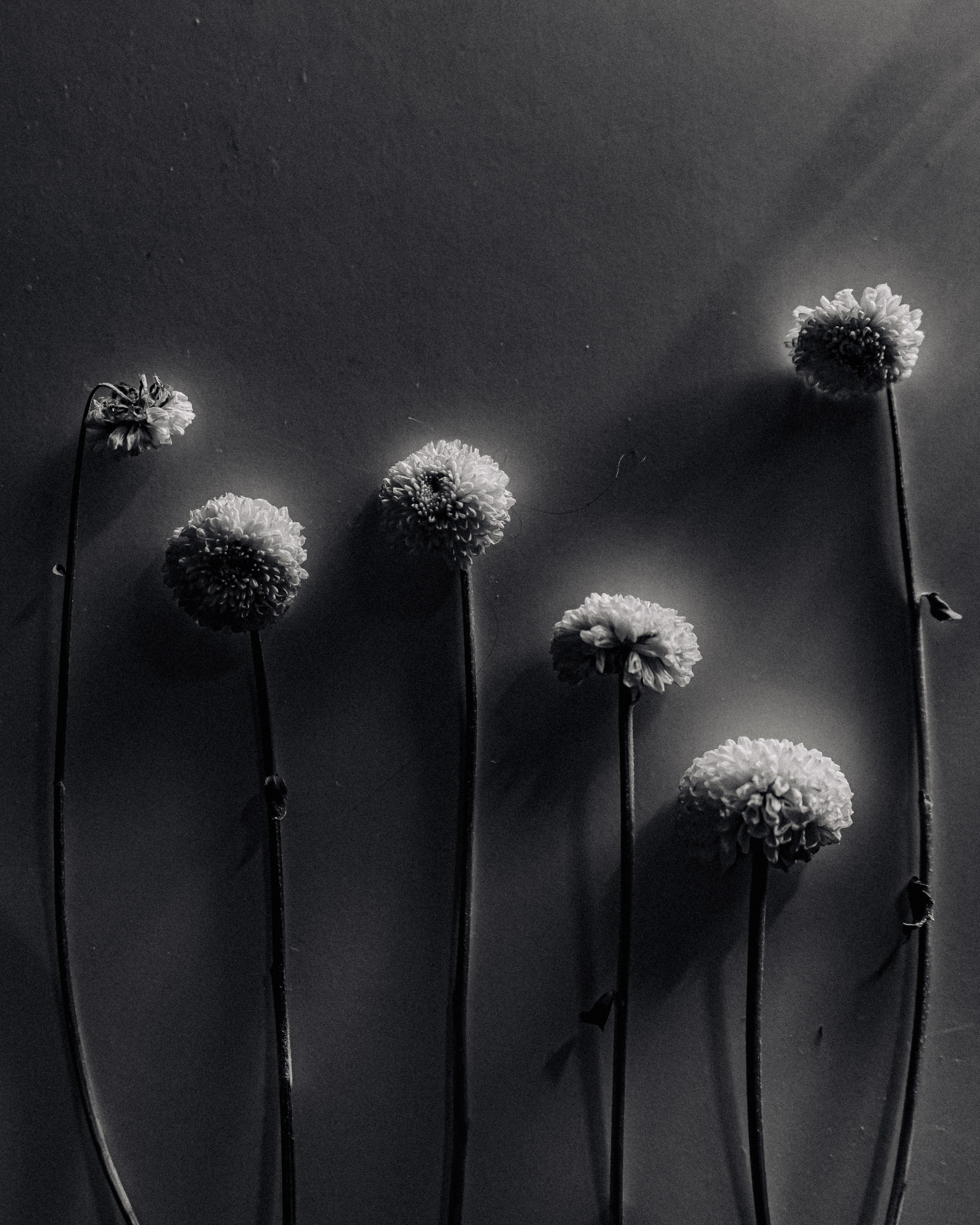 Flower. Фотограф в Москве и МО Князева Алина