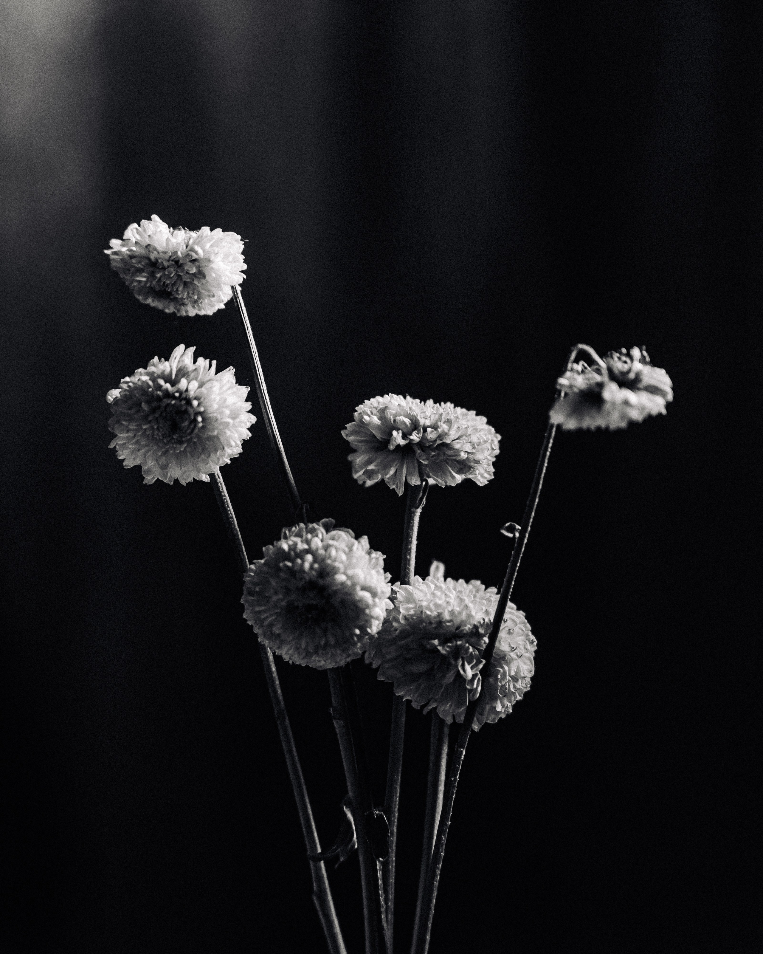 Flower. Фотограф в Москве и МО Князева Алина