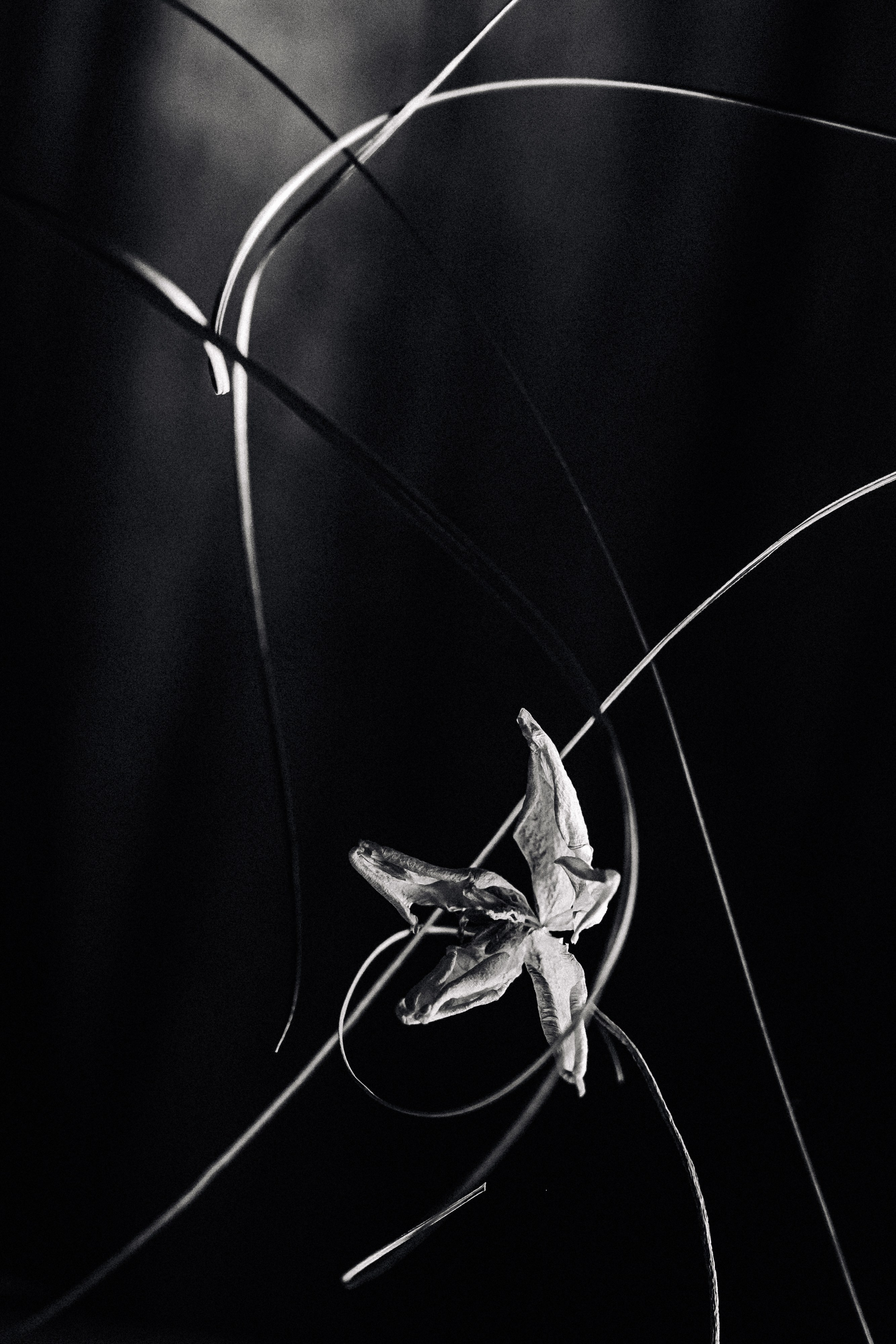 Flower. Фотограф в Москве и МО Князева Алина