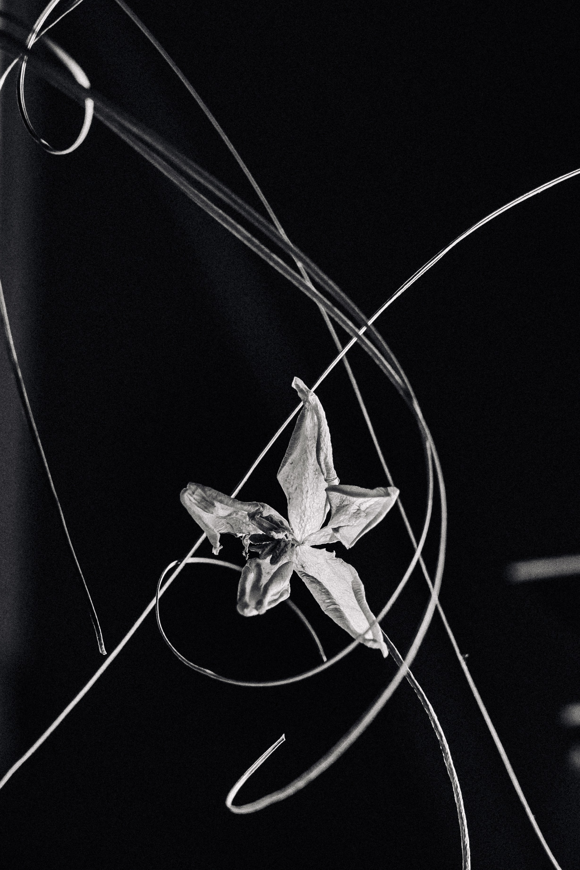 Flower. Фотограф в Москве и МО Князева Алина