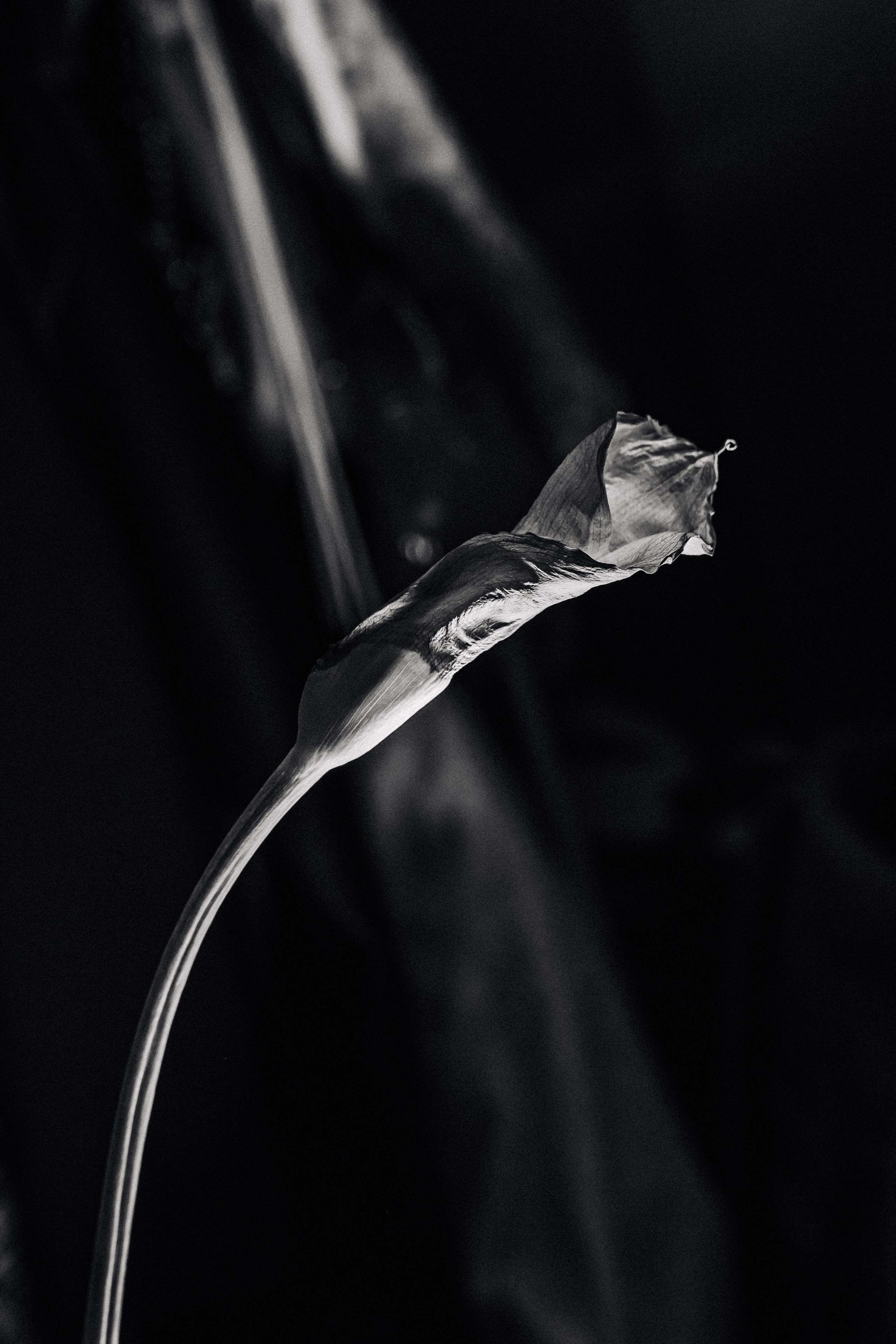 Flower. Фотограф в Москве и МО Князева Алина