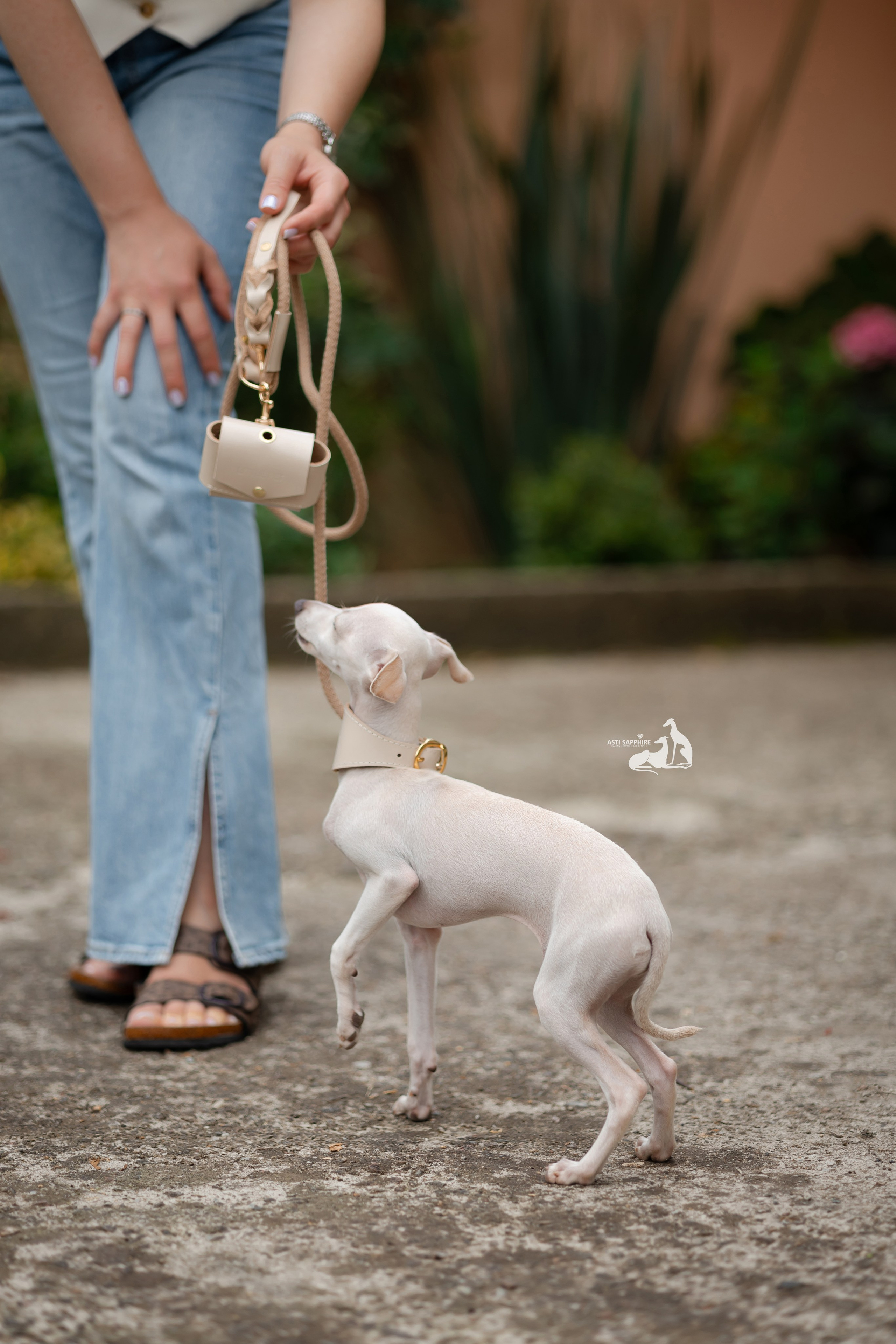 Чудесная шоу-девочка. Professional Italian Greyhound Kennel RKF/FCI ASTI SAPPHIRE 💎 Sochi|St. Petersburg