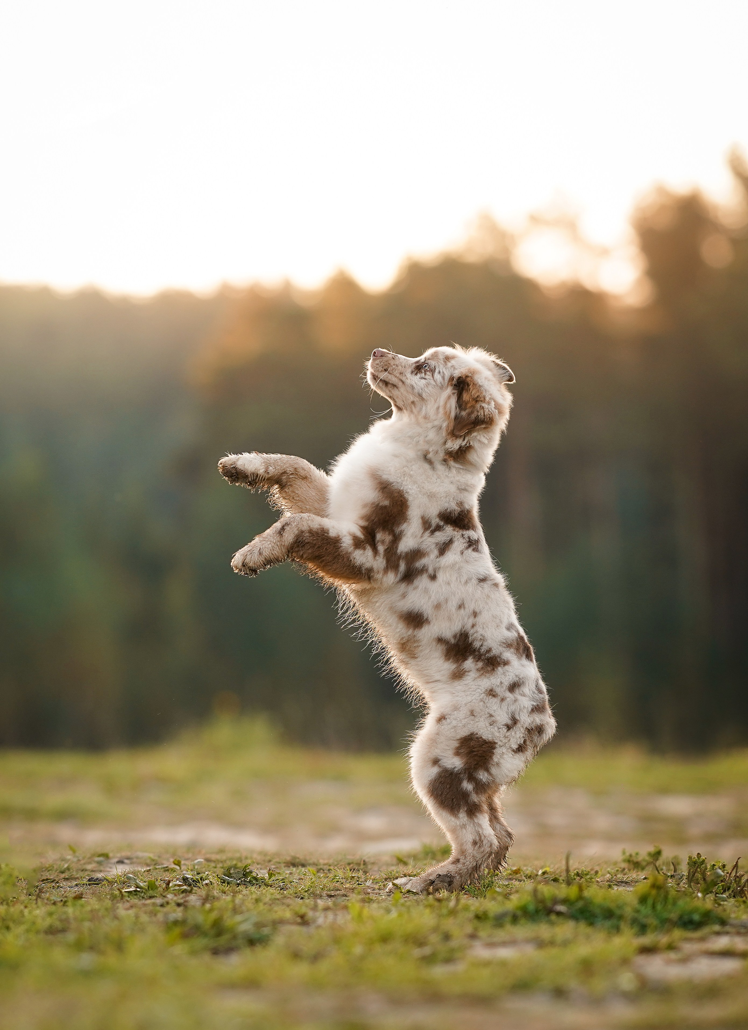 Катя Сэнди и Рокки. Фотограф-анималист в Санкт-Петербурге Яна Мартынова