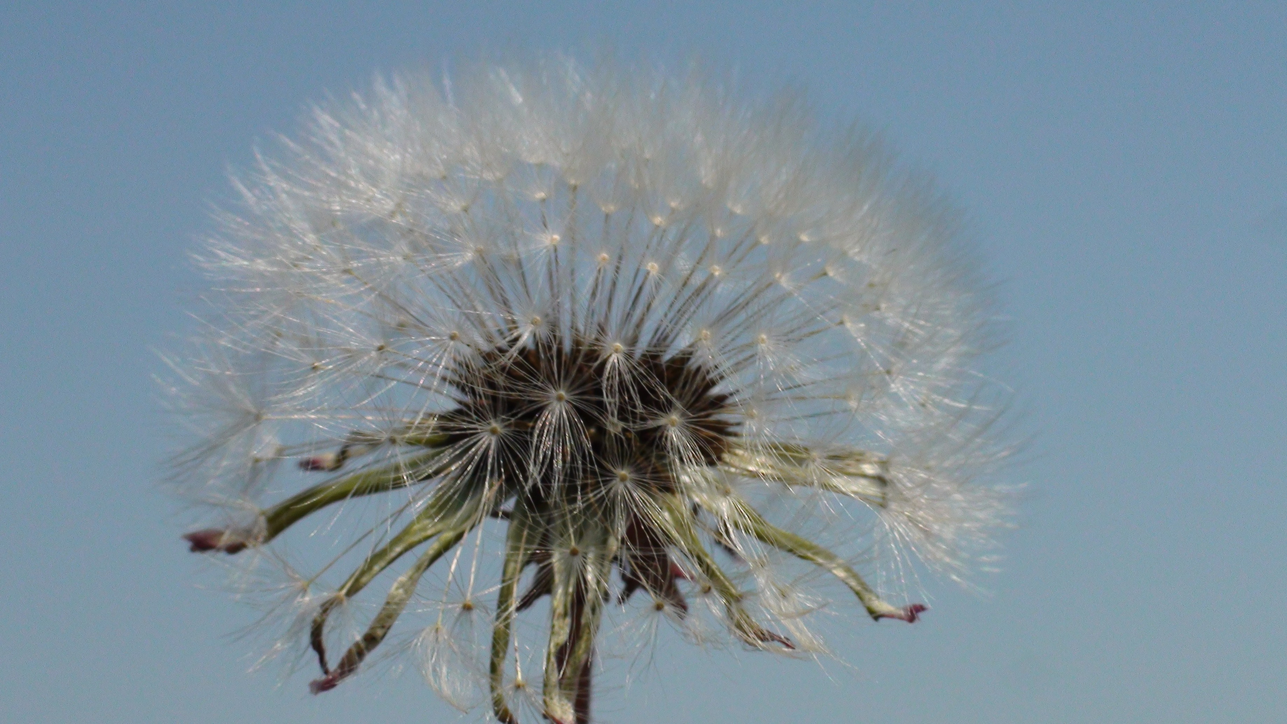 Дача 07.06.2009. Семейный, Свадебный фотограф СПБ Питер— Романова Екатерина