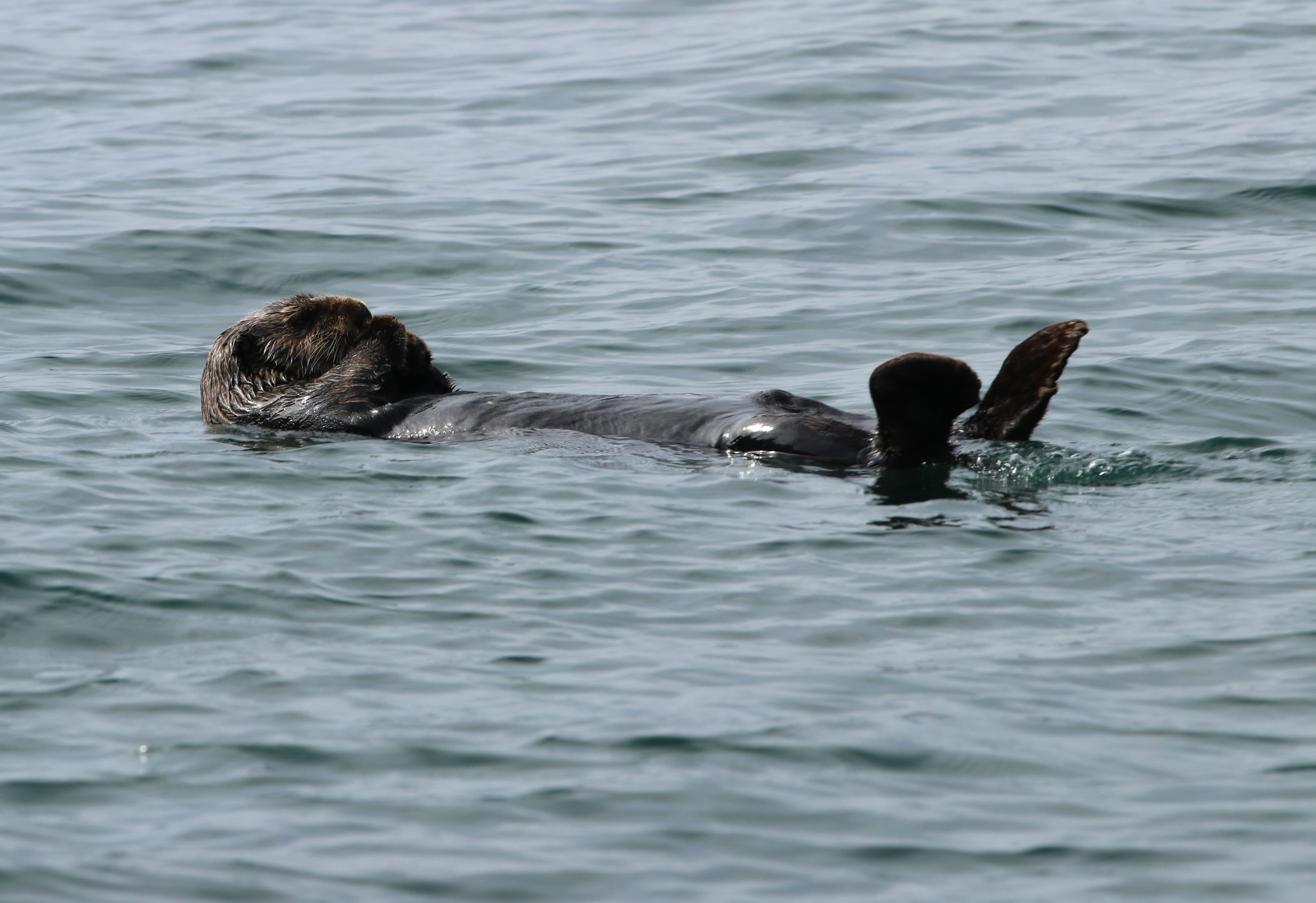 Камчатка и о. Парамушир. Июль 2024. Путешественник-фотограф из Санкт-Петербурга Татьяна Свистулина