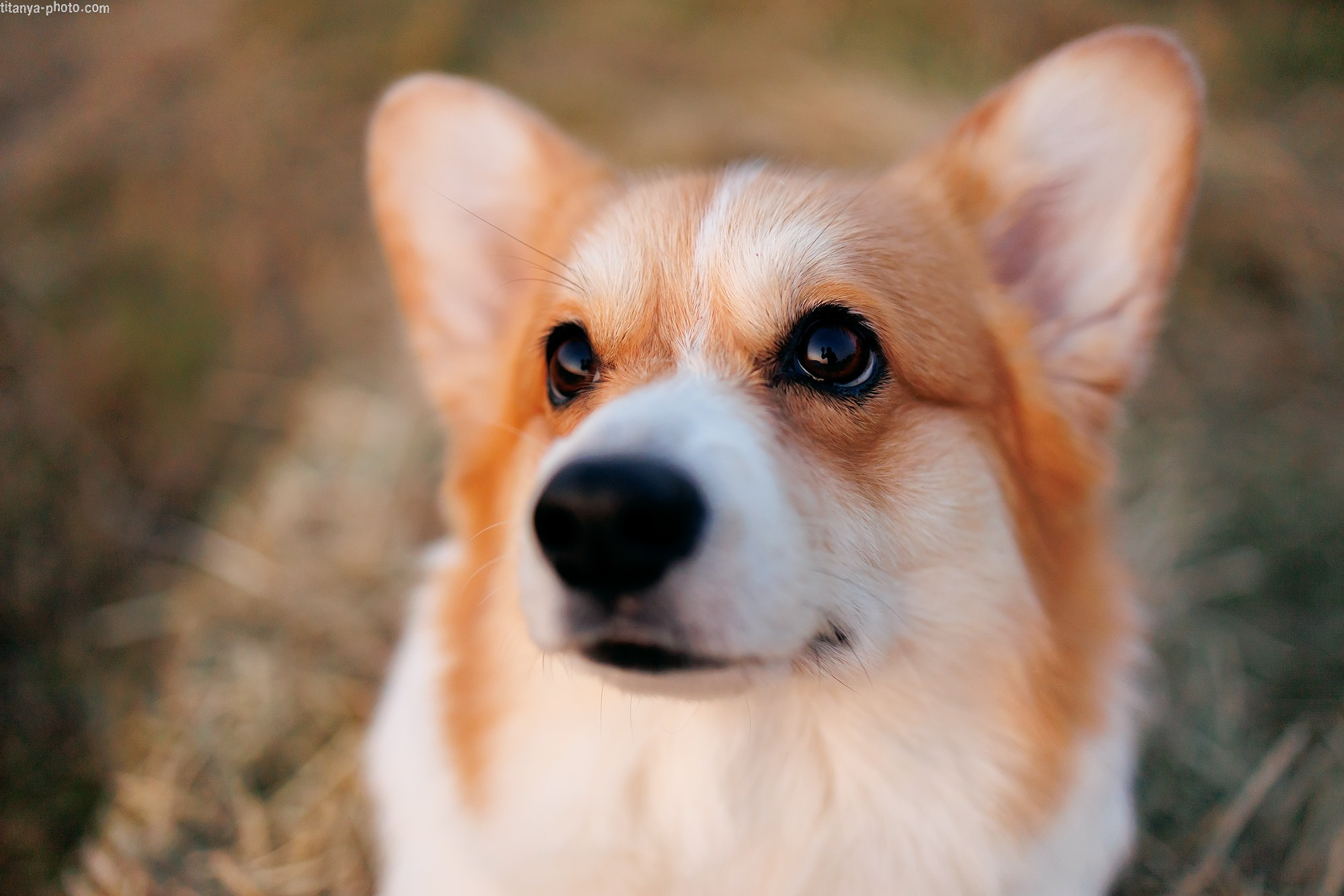 Собака на сене. Фотограф собак, фотограф-анималист Аня Титова (Titanya). Москва