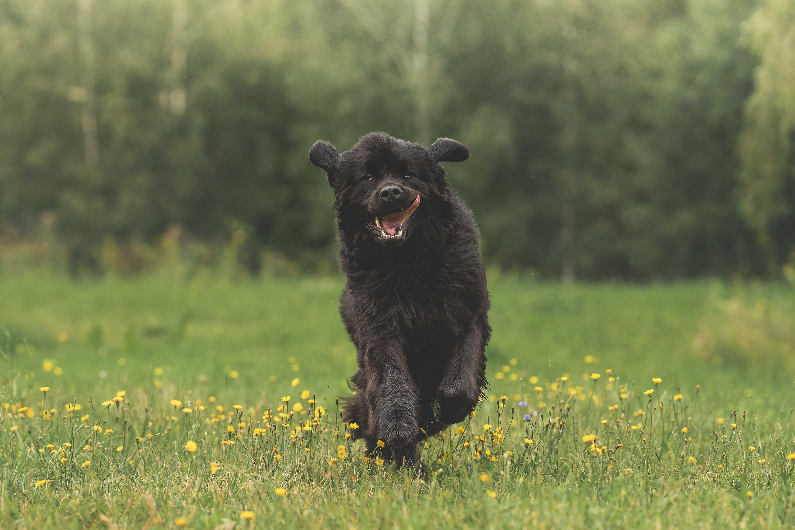 Обучение анималистической фотографии