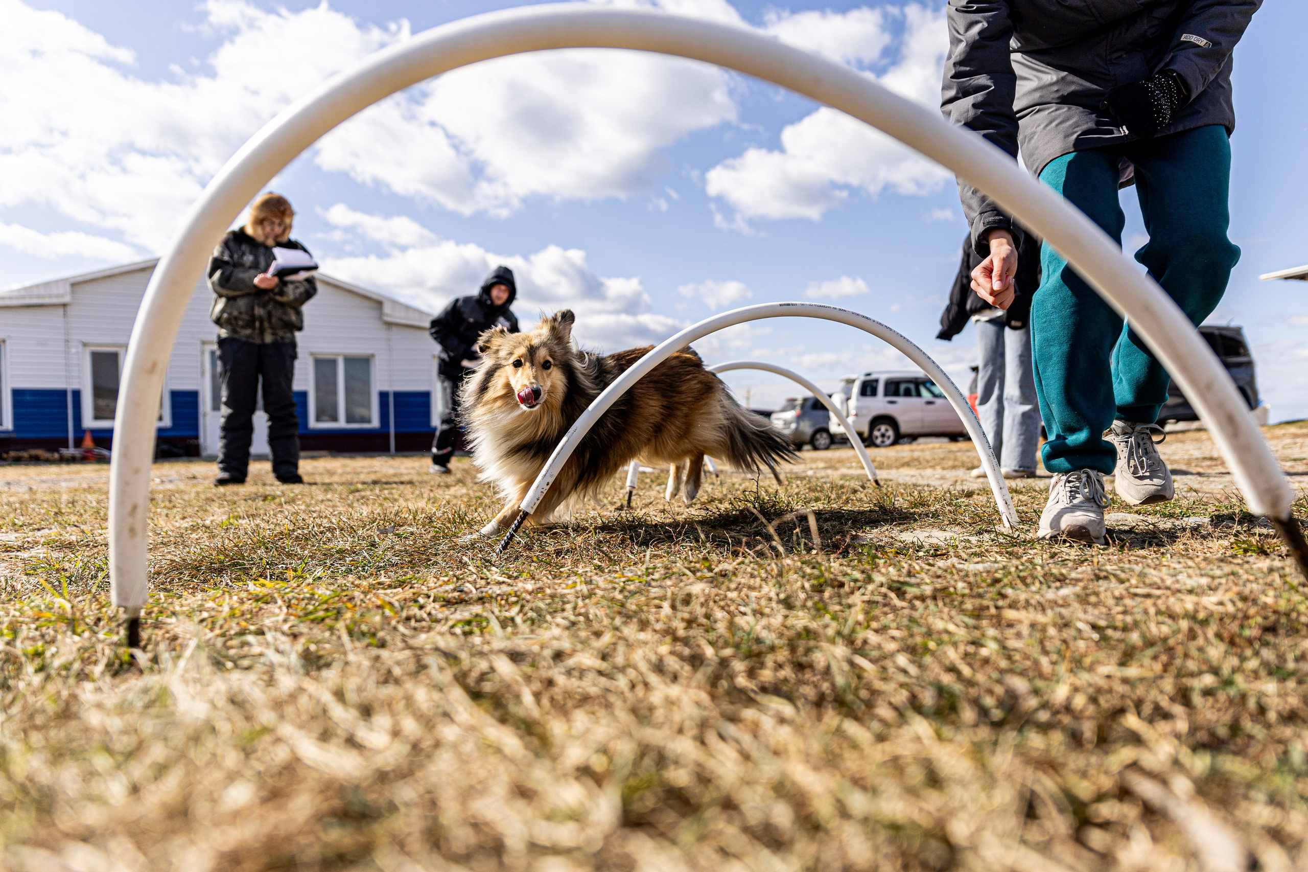 Кинологический квест г. Находка