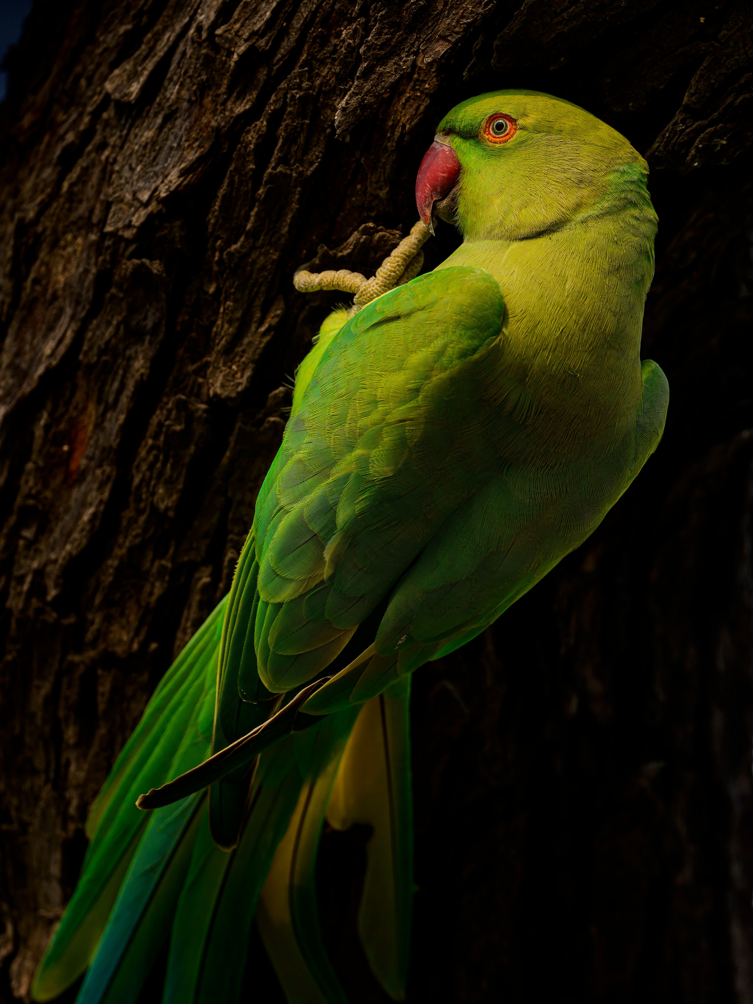Раджастан, Индия. Wildlife photography by Sergey Puponin