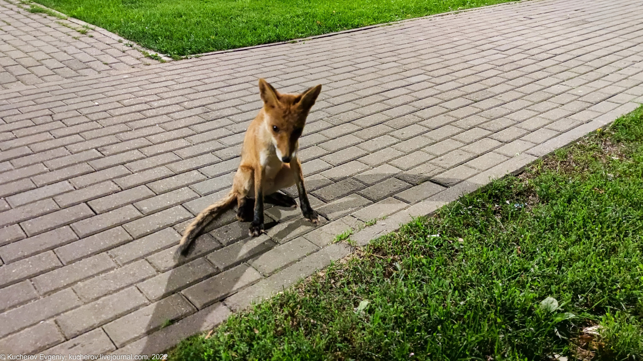 Лисенок. Кучеров Евгений. Фотограф
