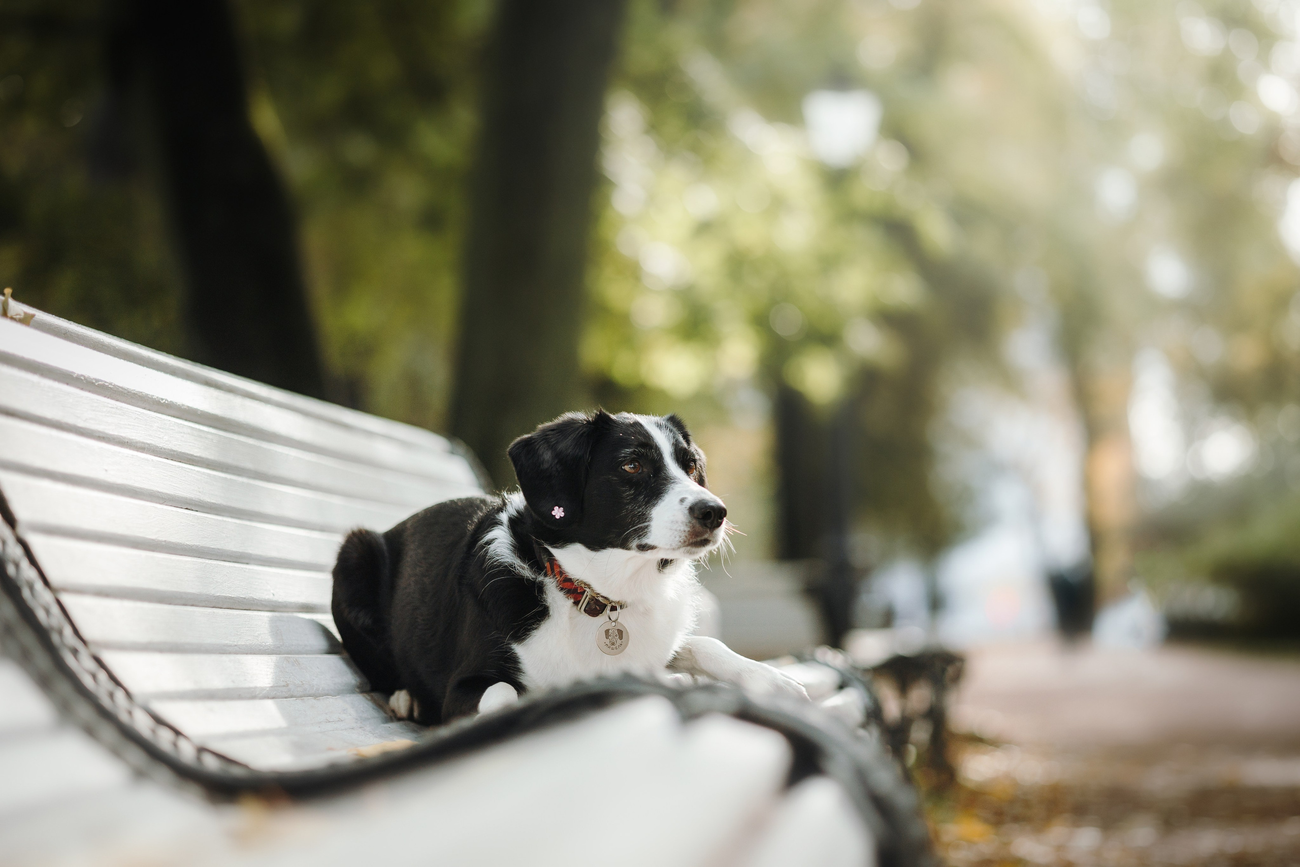 Мишель и ее семья. Фотограф — Анималист | Санкт-Петербург