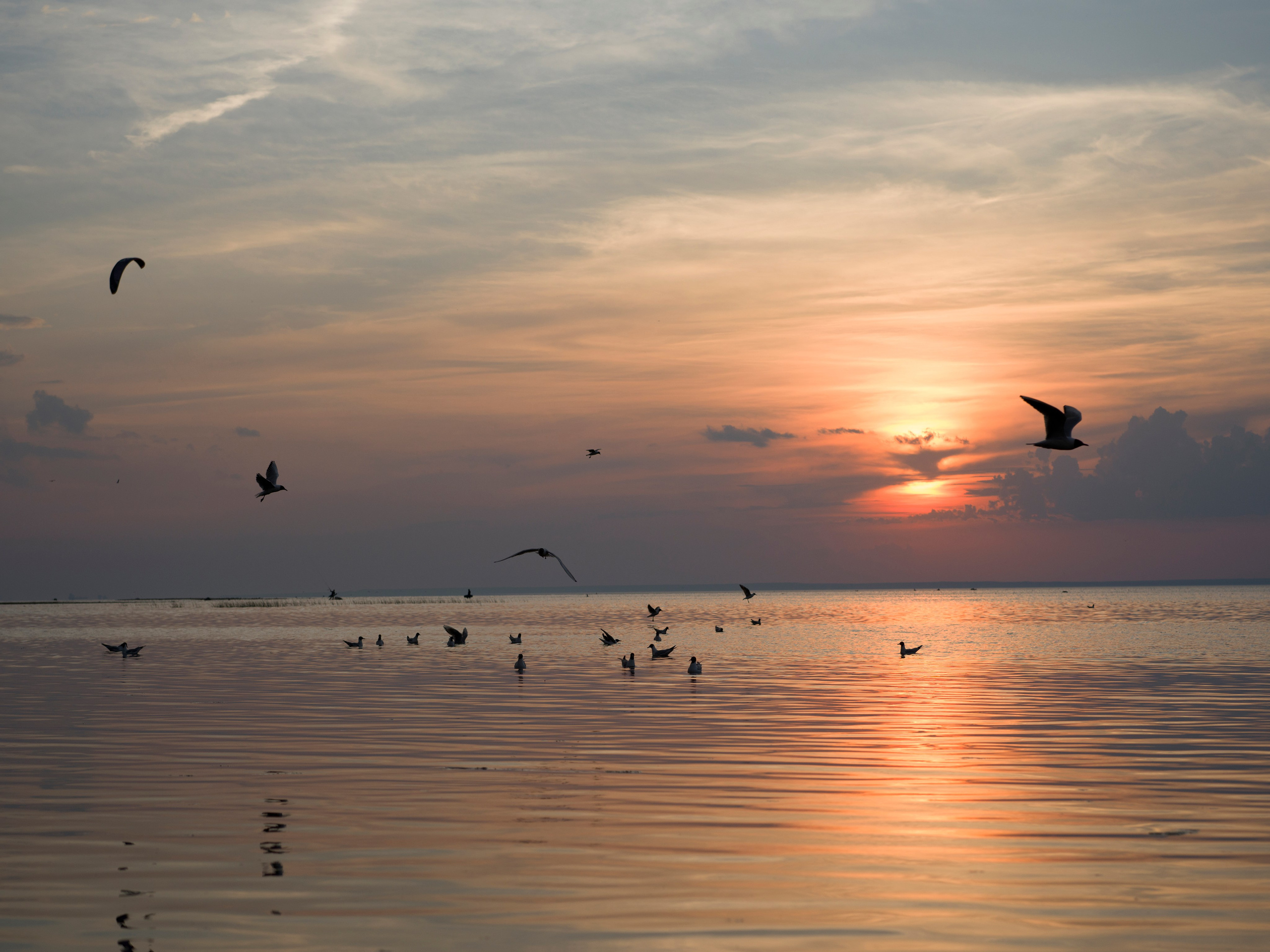Природа и животные. Творческий фотограф Ирина Баландина.  Санкт-Петербург, Мурманск