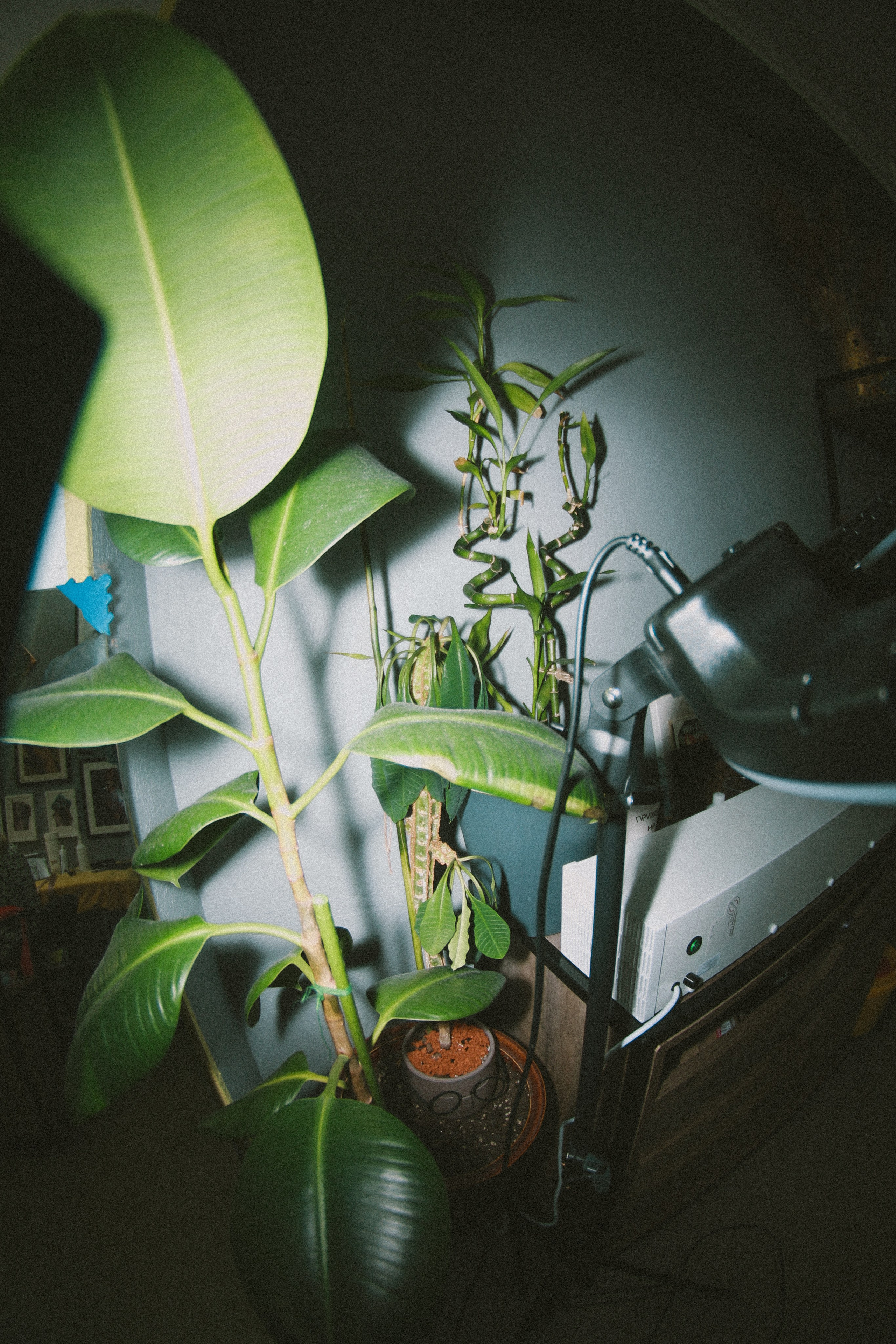 Bobo. Фотограф Мурманск | Нижний Новгород • Анна Хижняк