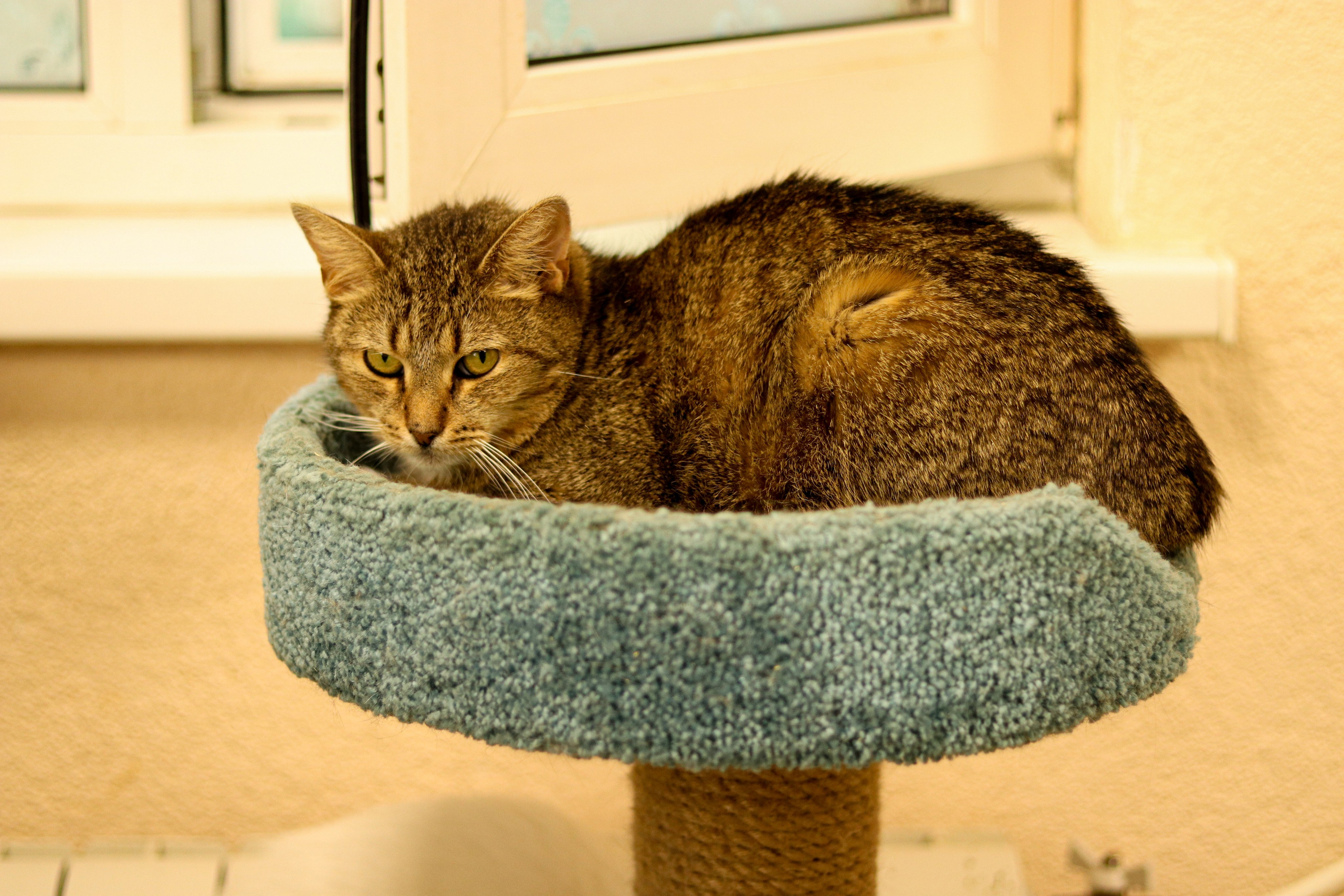 Петербургский дом кота (27 июня 2024). Ивентный фотограф в Санкт-Петербурге Олег Комков