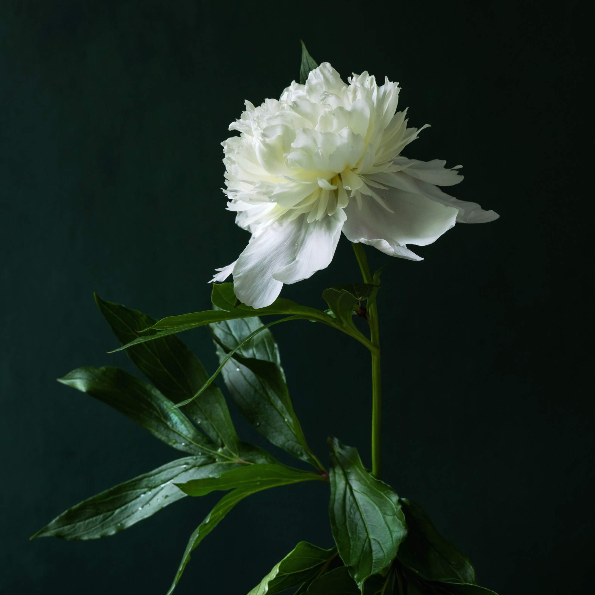 Peony Pirouette