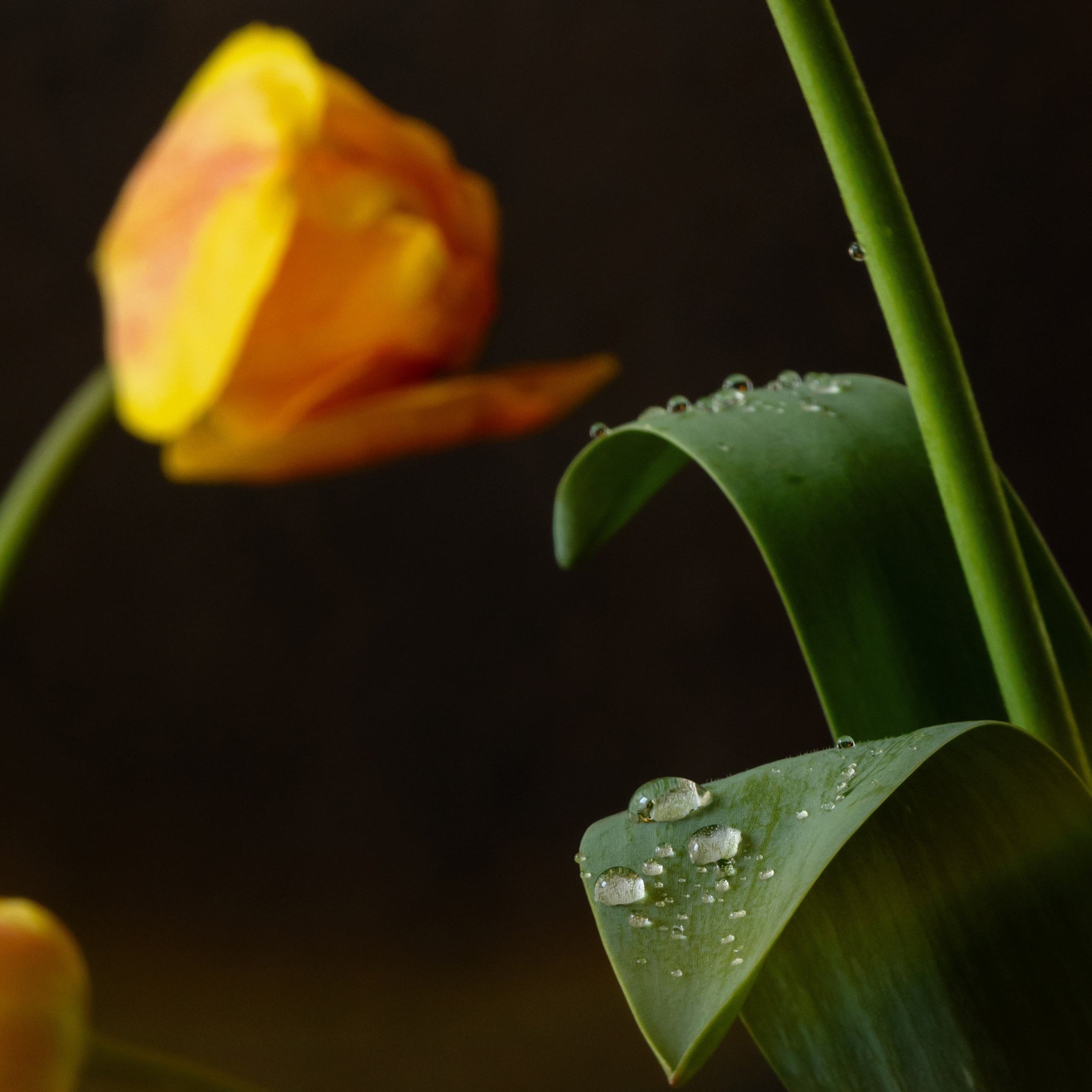 Sun Chorus. Author’s fine art prints with international delivery