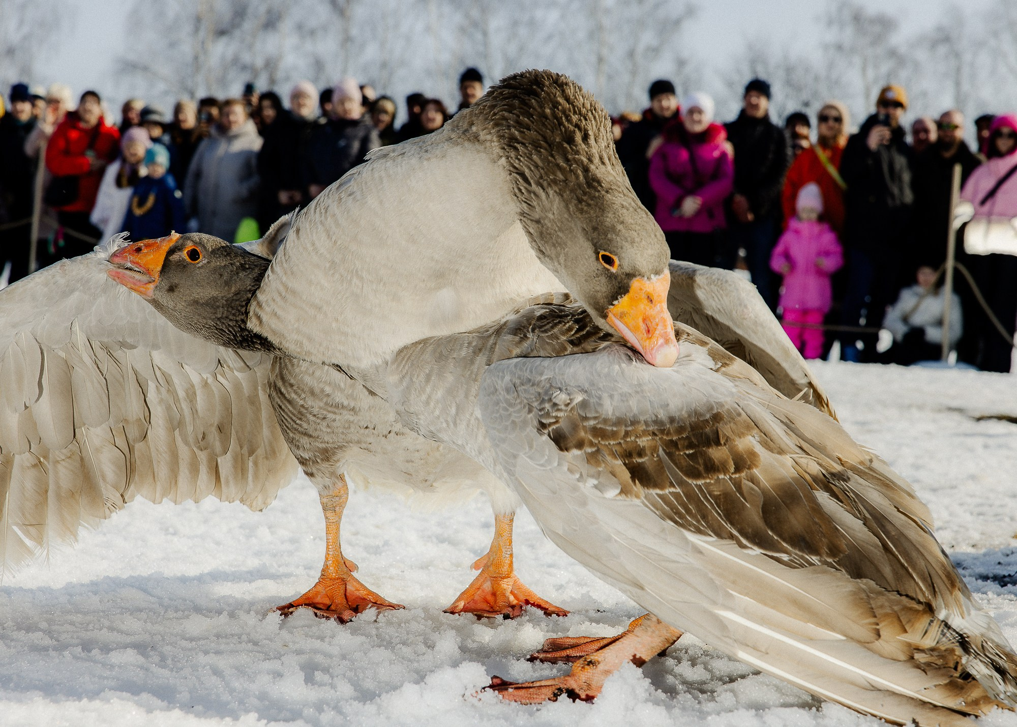 Масленица в Суздале
