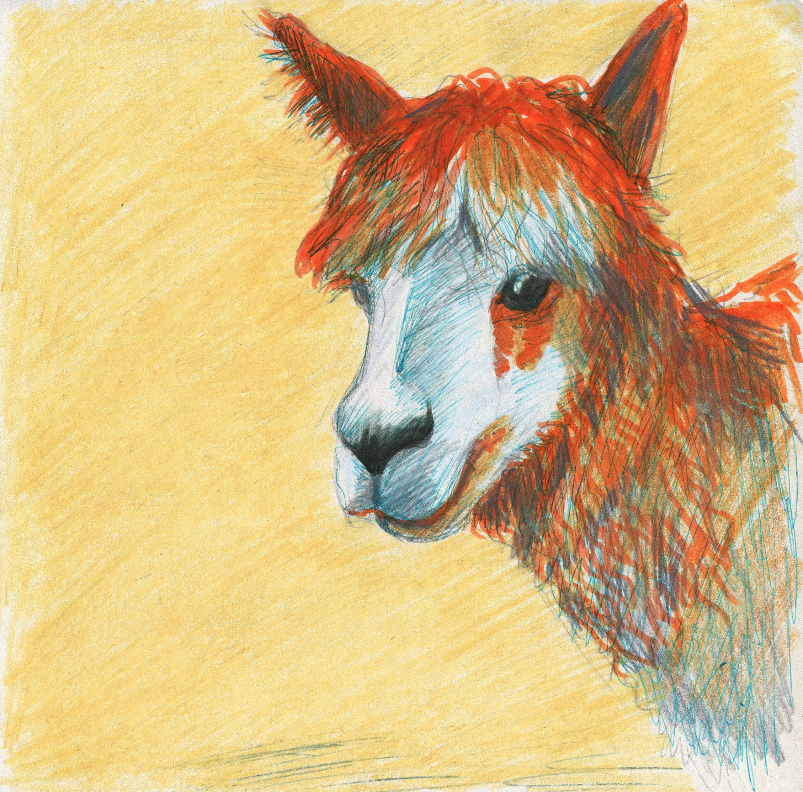 Животные. Художник, иллюстратор и комиксист Азизова Елена