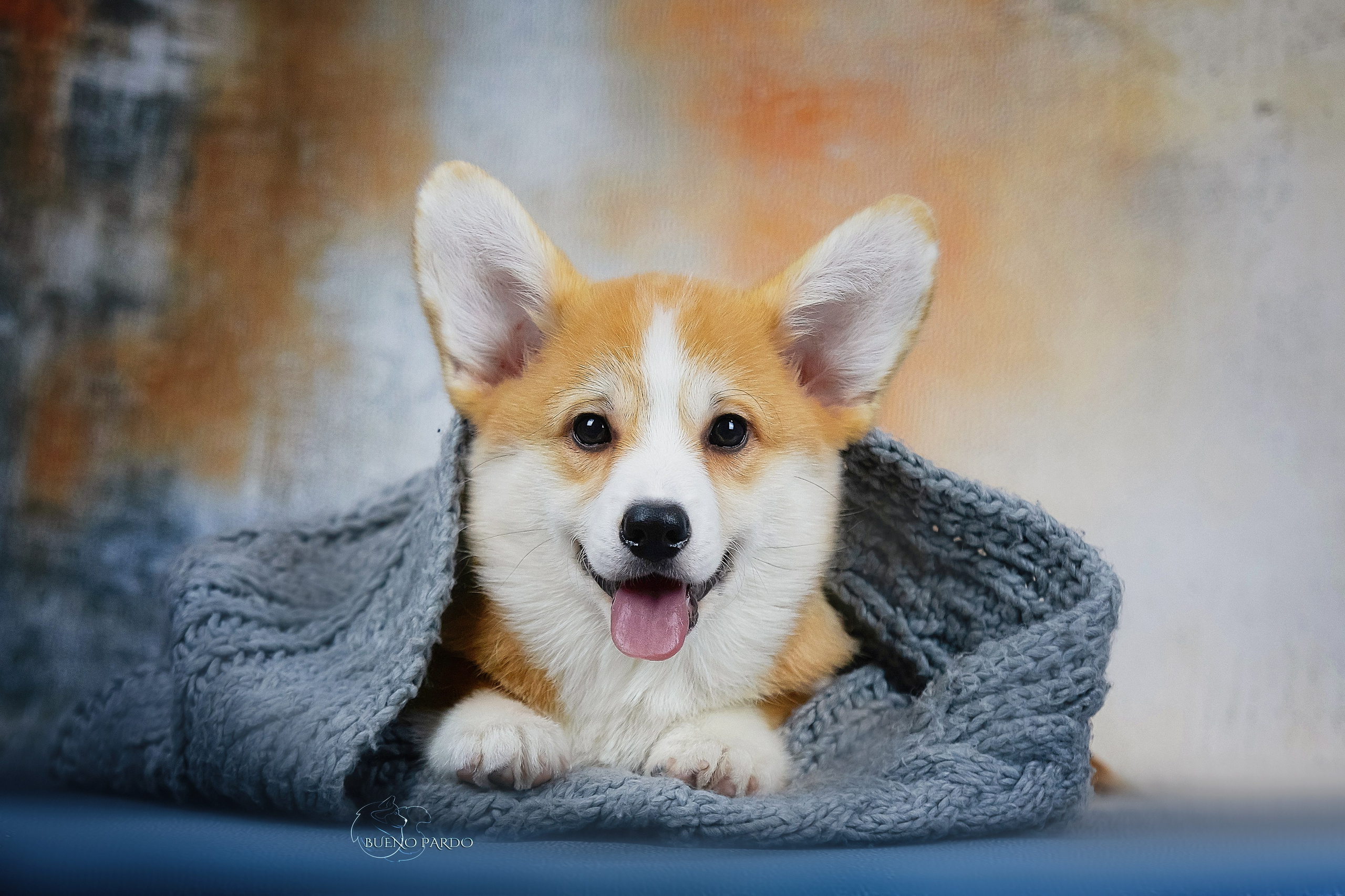 А — Кола и Цесей. Kawaii Kuma питомник собак пород Корги пемброк, Акита ину, Сиба