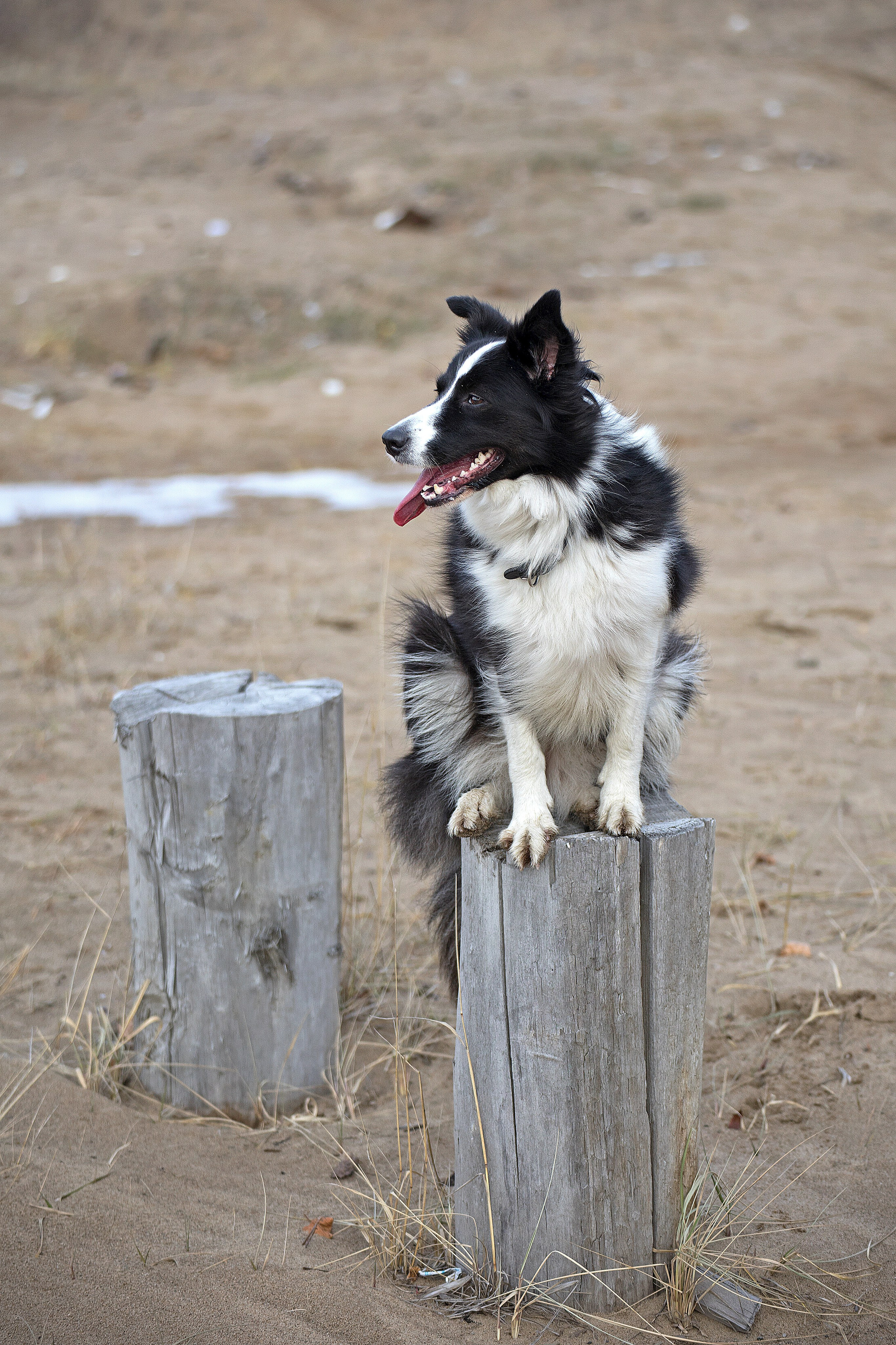 Животные. Атмосферные пейзажи, лошади, бабочки, Александр Кожухов
