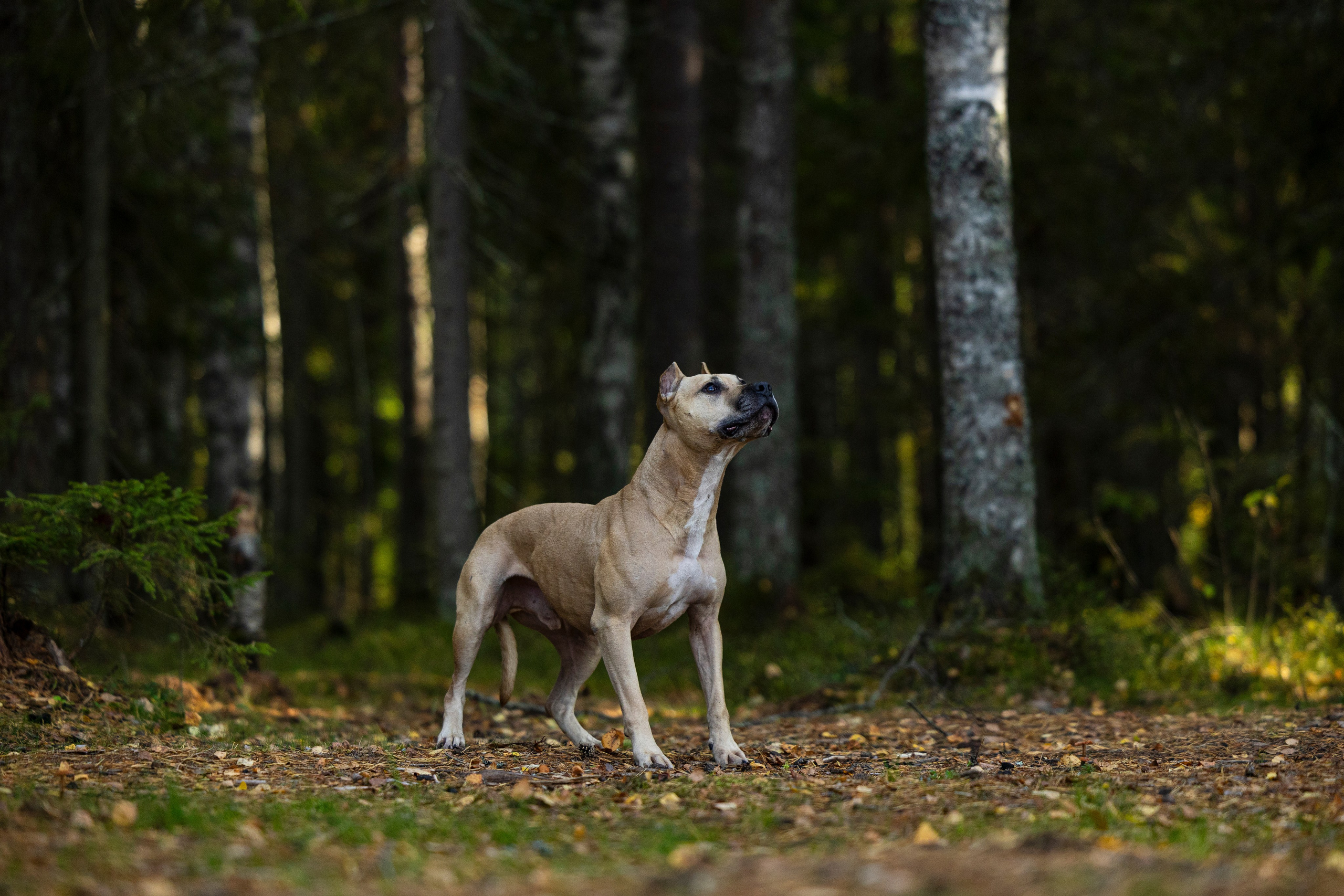 Фобос. Фотограф-анималист Анна Маринич