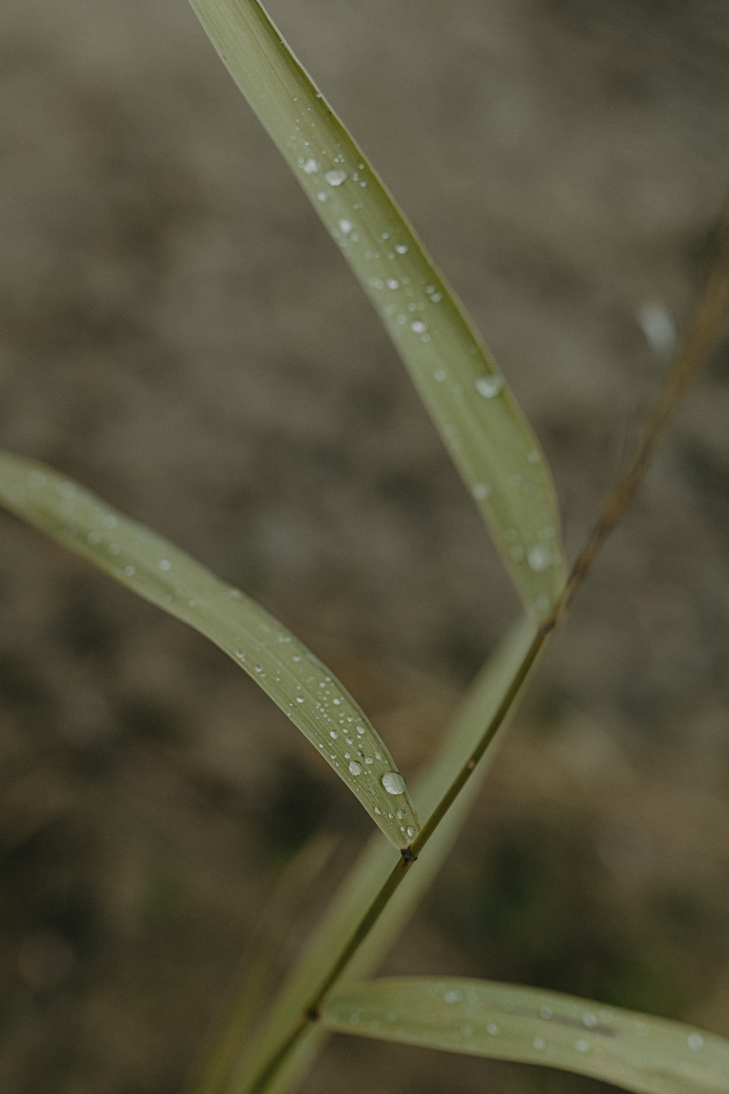 Диана и Антон. Свадебный и семейный фотограф Женя Добрянская в Нижнем Новгороде
