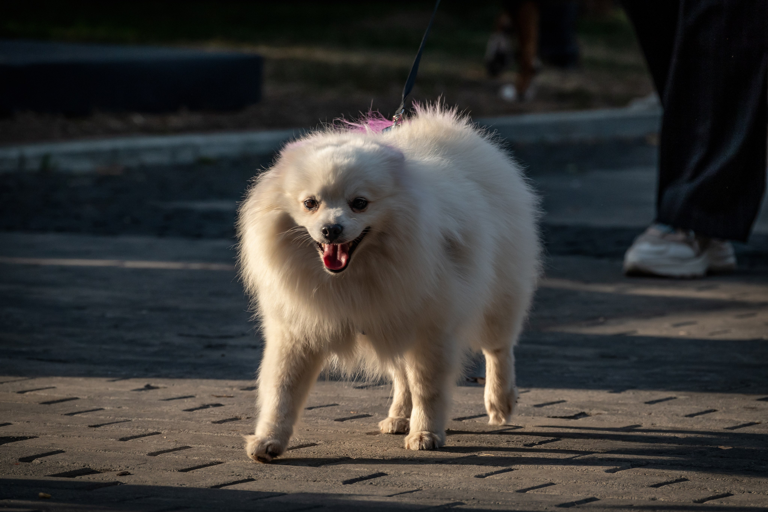 Petshop Days 2024. Фотограф-анималист в Москве Юлия Лайхо