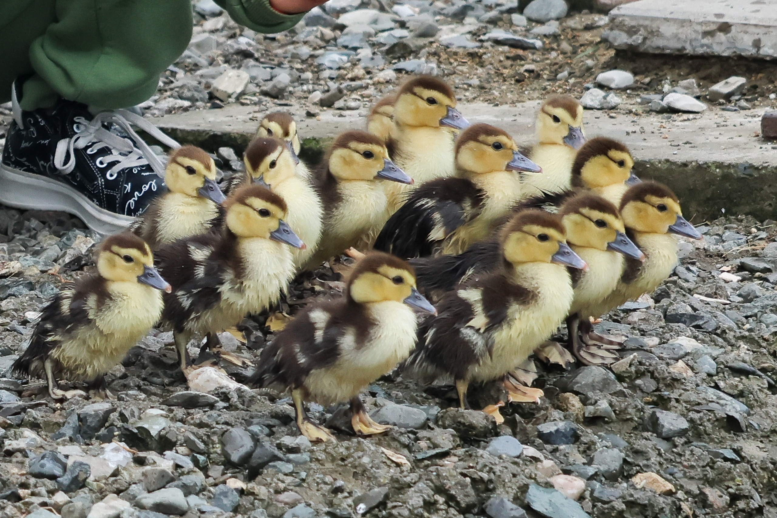 В мире животных. Фотограф Дмитрий Алексеев