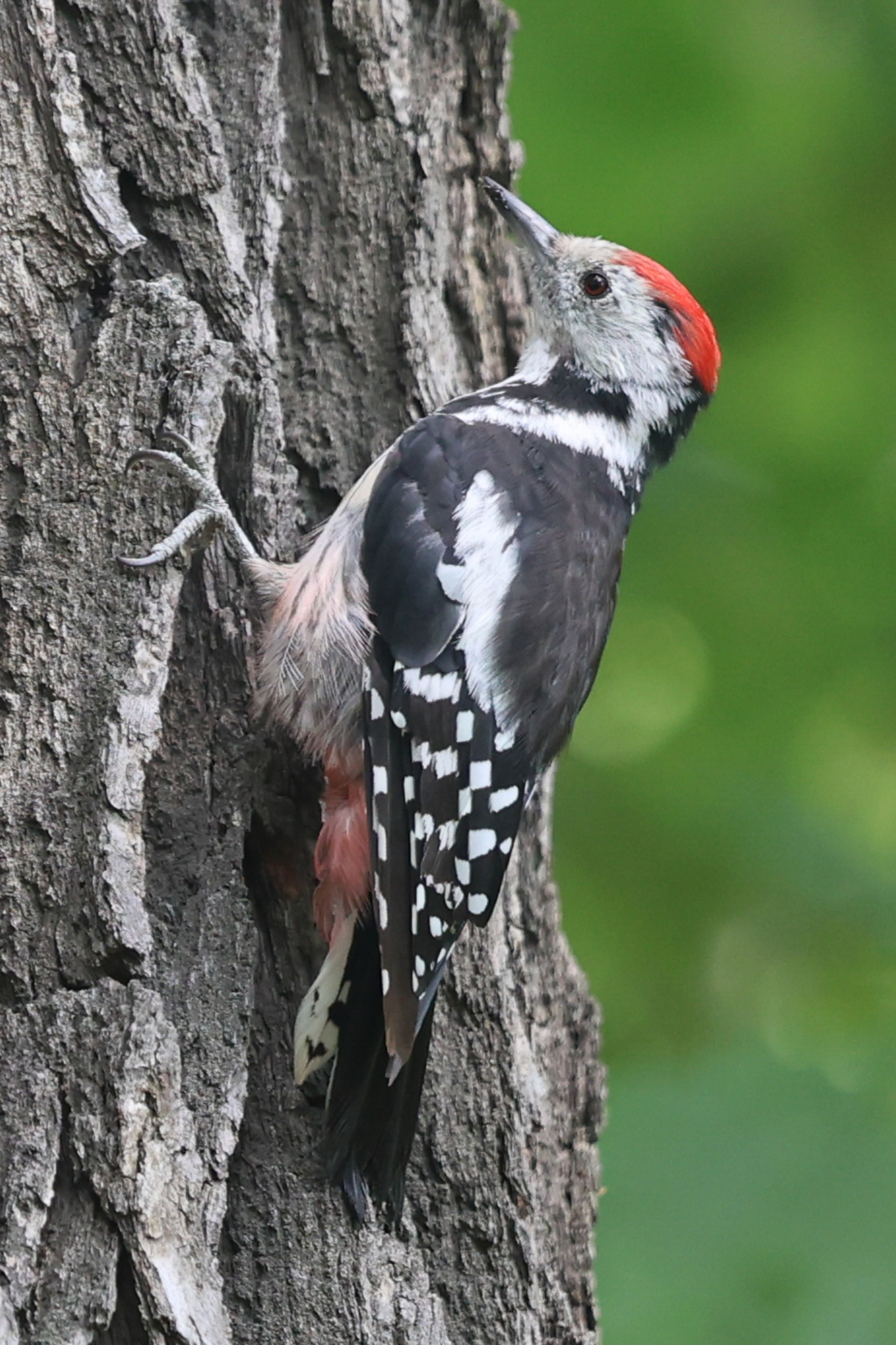 В мире животных. Фотограф Дмитрий Алексеев
